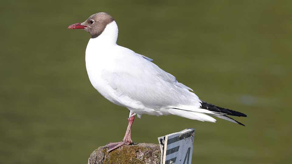 Black-headed Gull
Chroicocephalus ridibundus