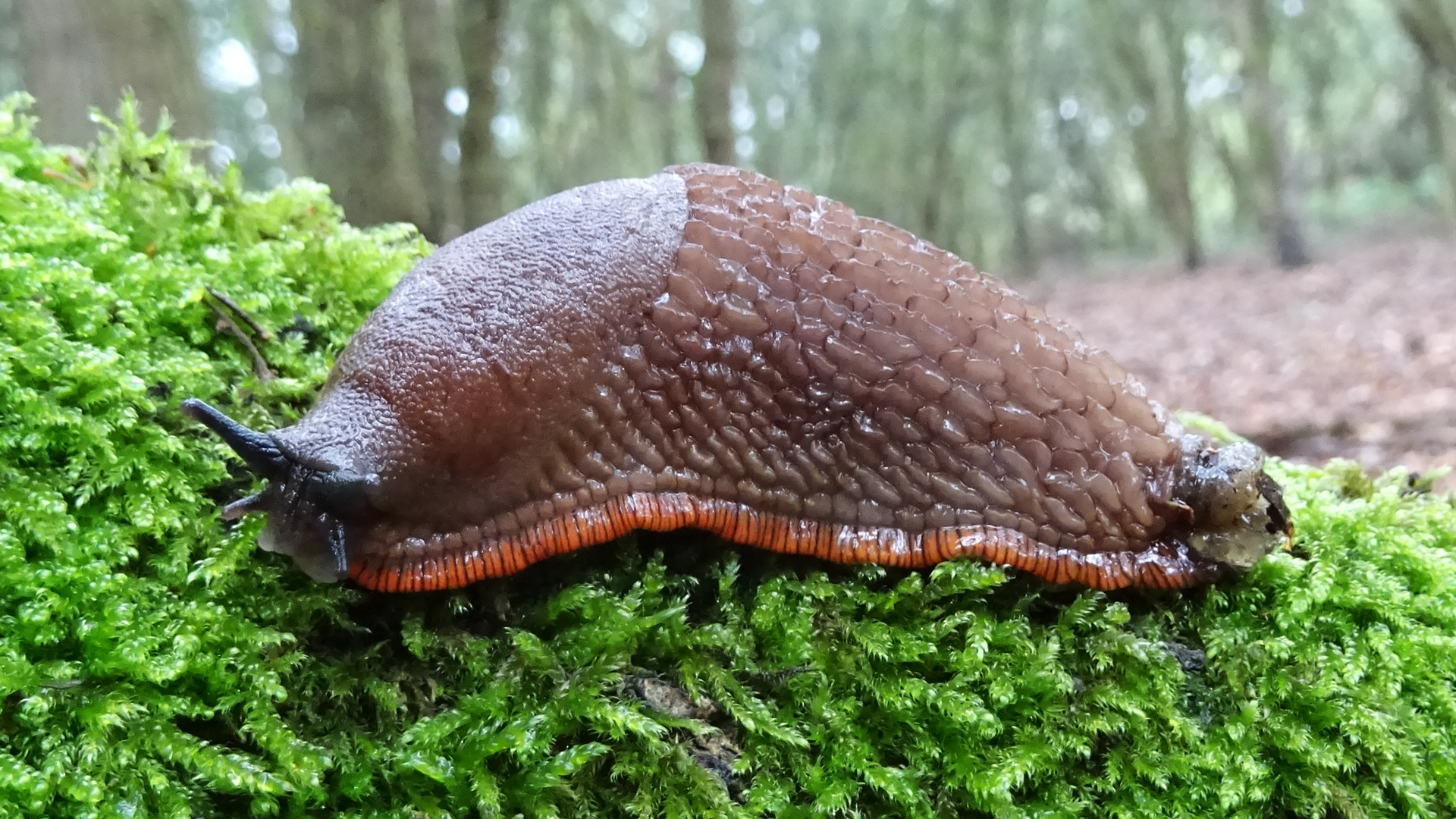 Black Slug
Arion ater agg.