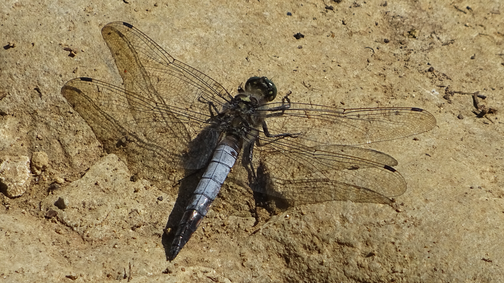 Black-tailed Skimmer
Orthetrum cancellatum