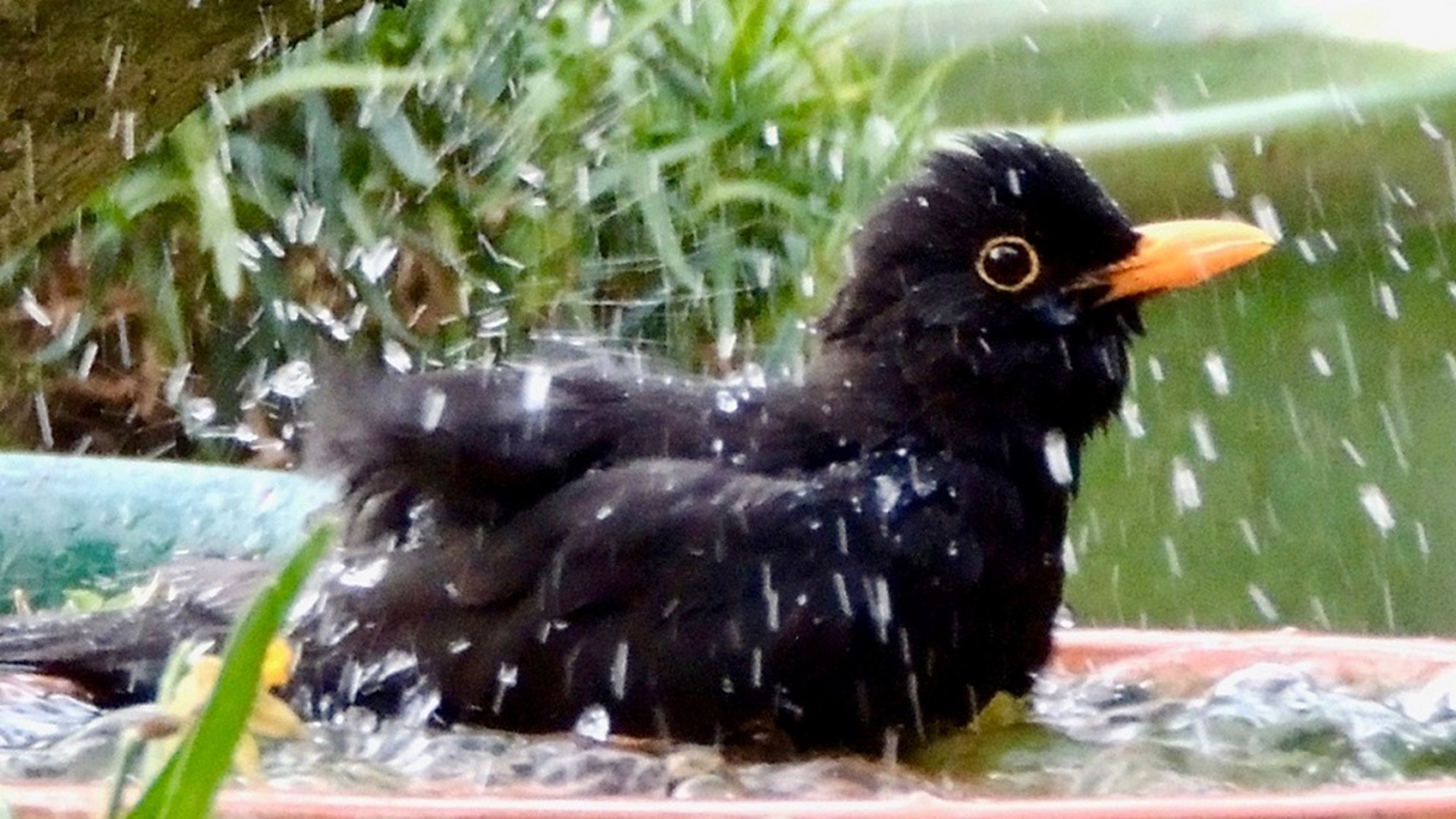 Blackbird
Turdus merula