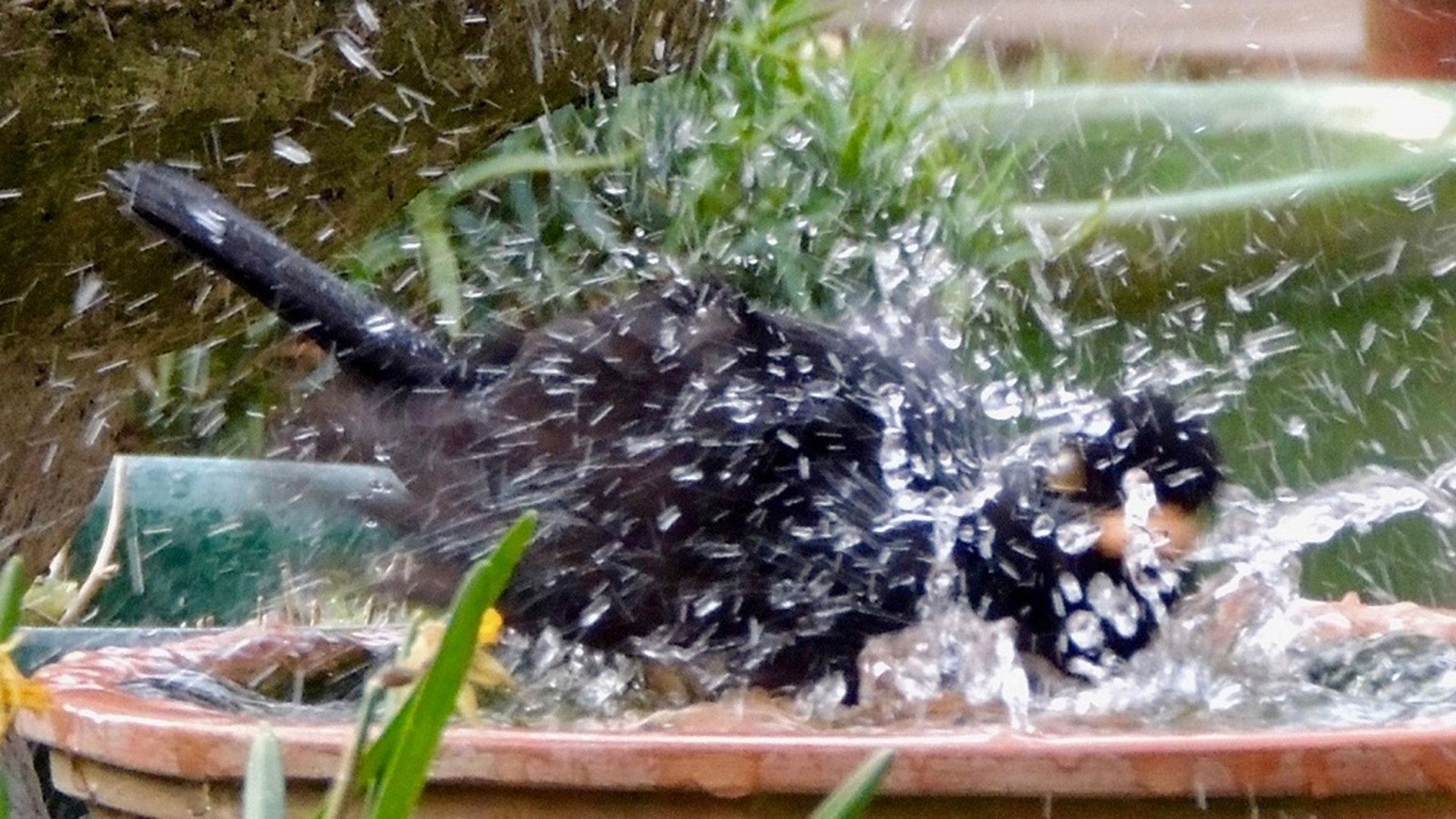 Blackbird
Turdus merula