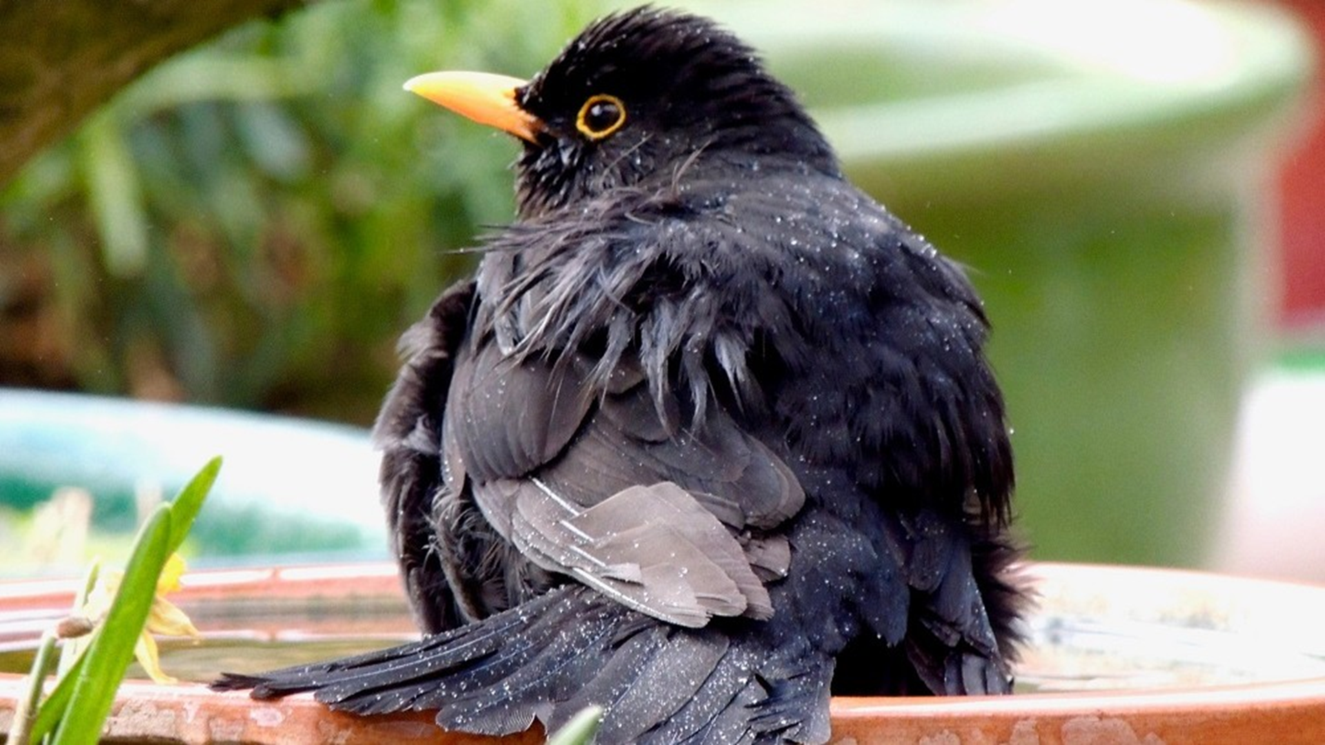 Blackbird
Turdus merula