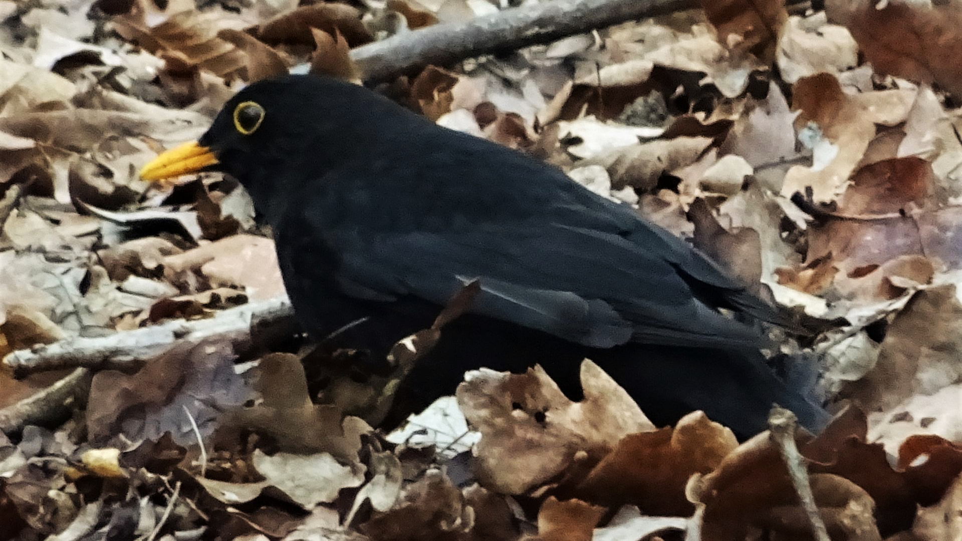 Blackbird
Turdus merula