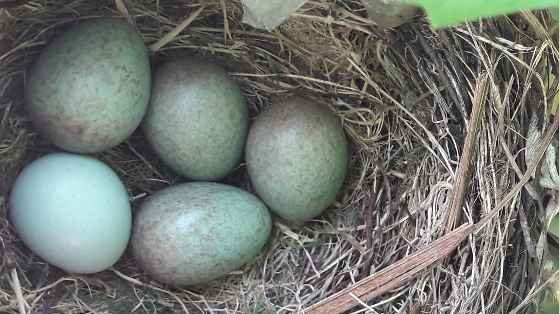 Blackbird
Turdus merula
