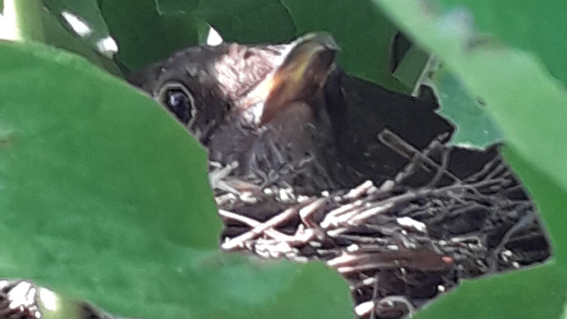 Blackbird
Turdus merula