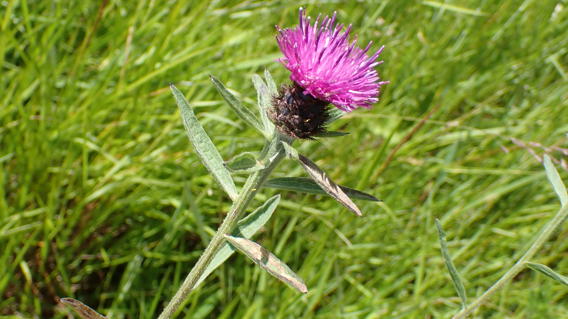 knapweed