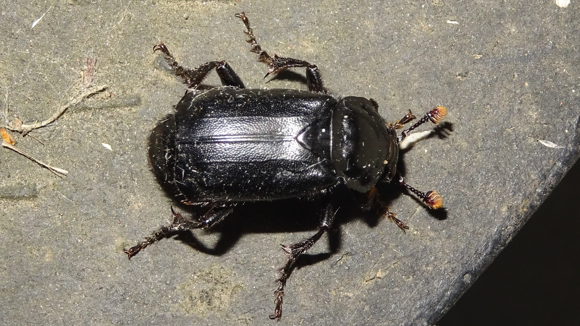 CARRION BEETLE