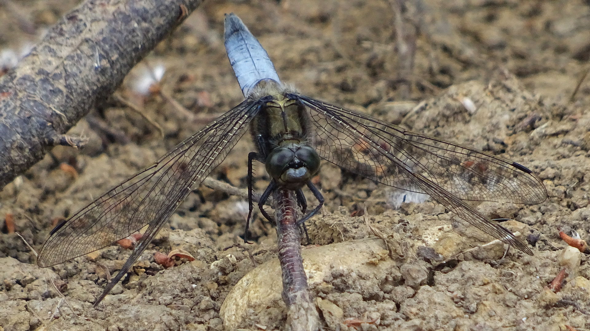 Black-tailed Skimmer