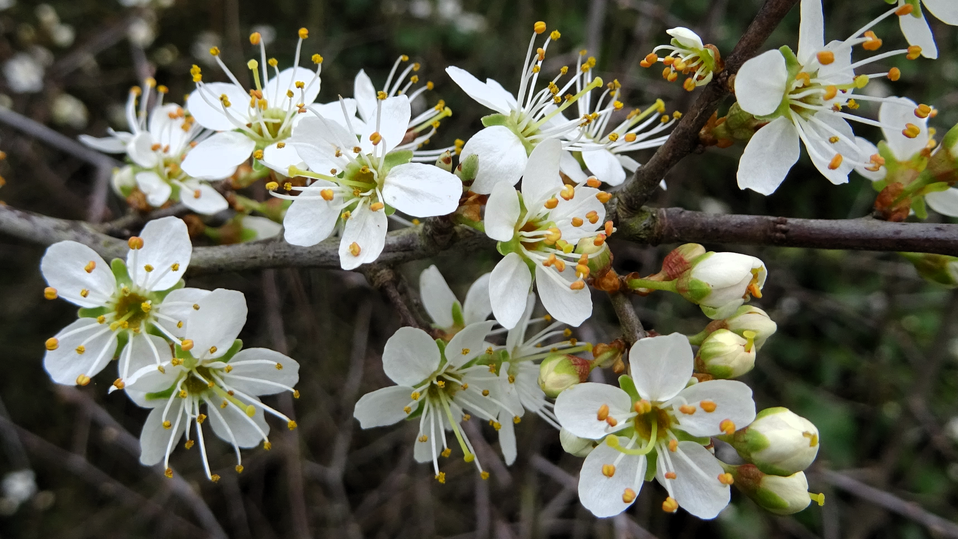 Blackthorn