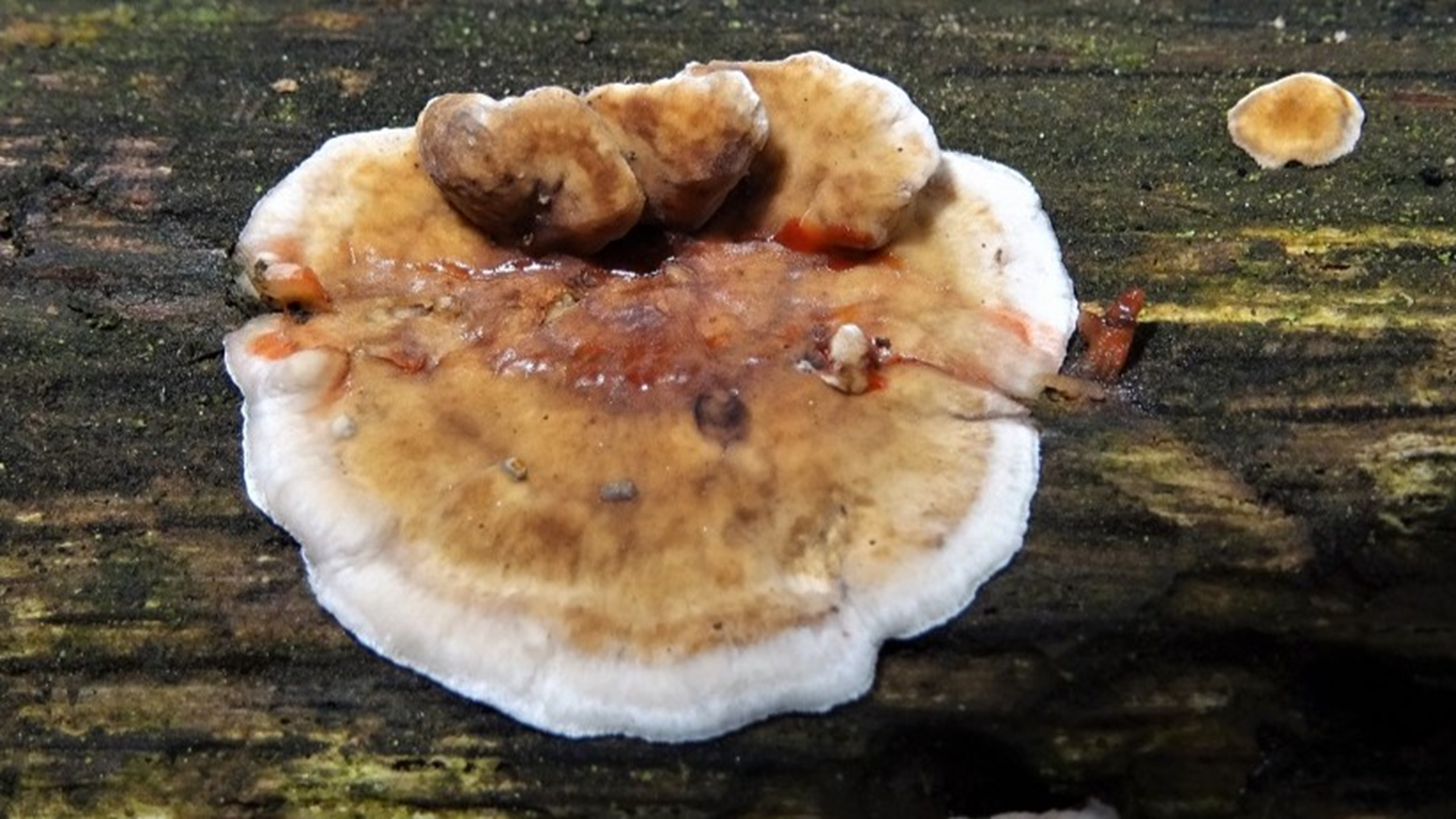 Bleeding Oak Crust
Stereum gausapatum