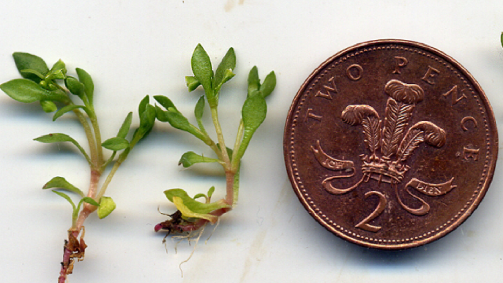 Blinks
Montia fontana