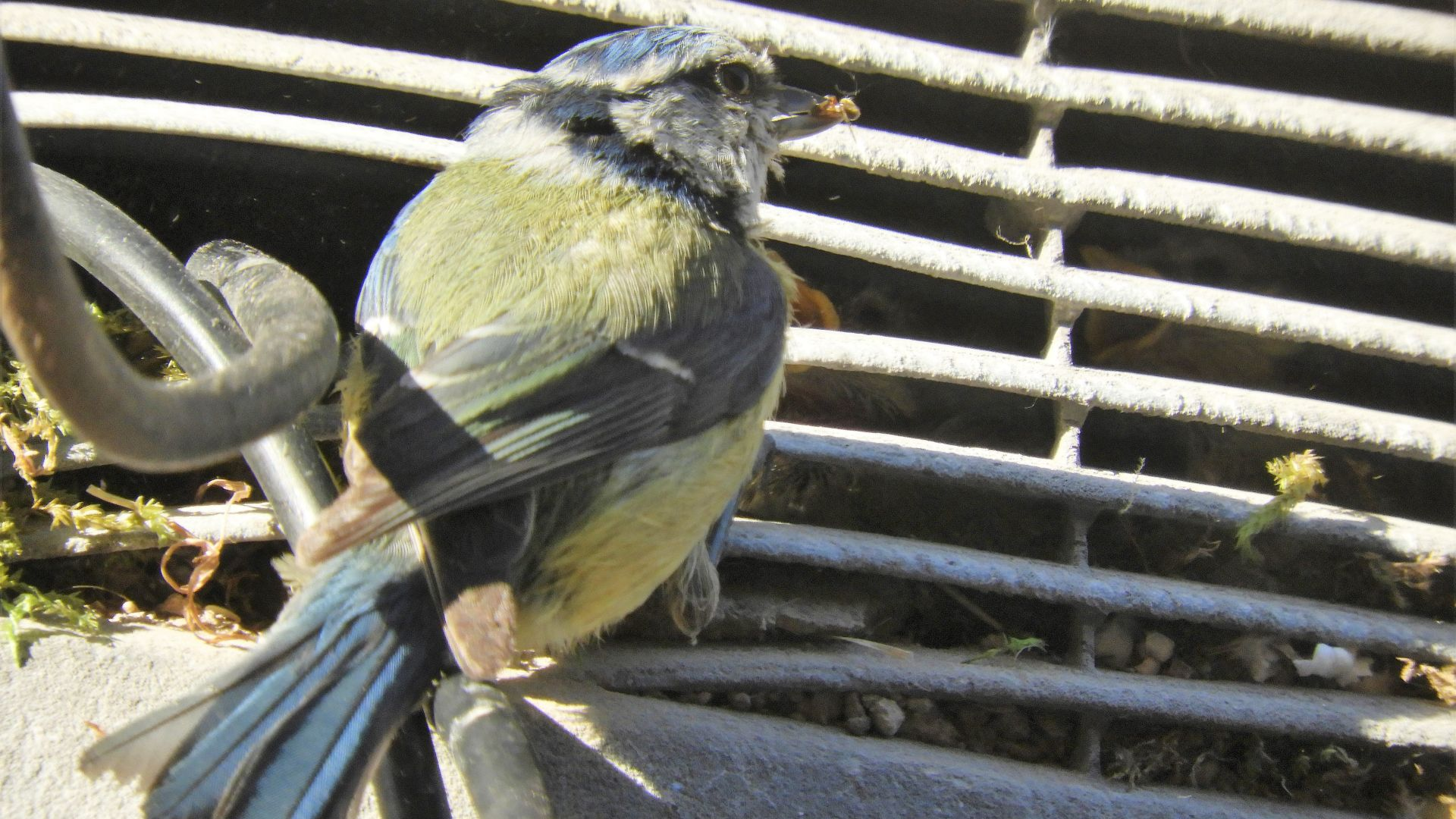 Blue Tit
Cyanistes caeruleus