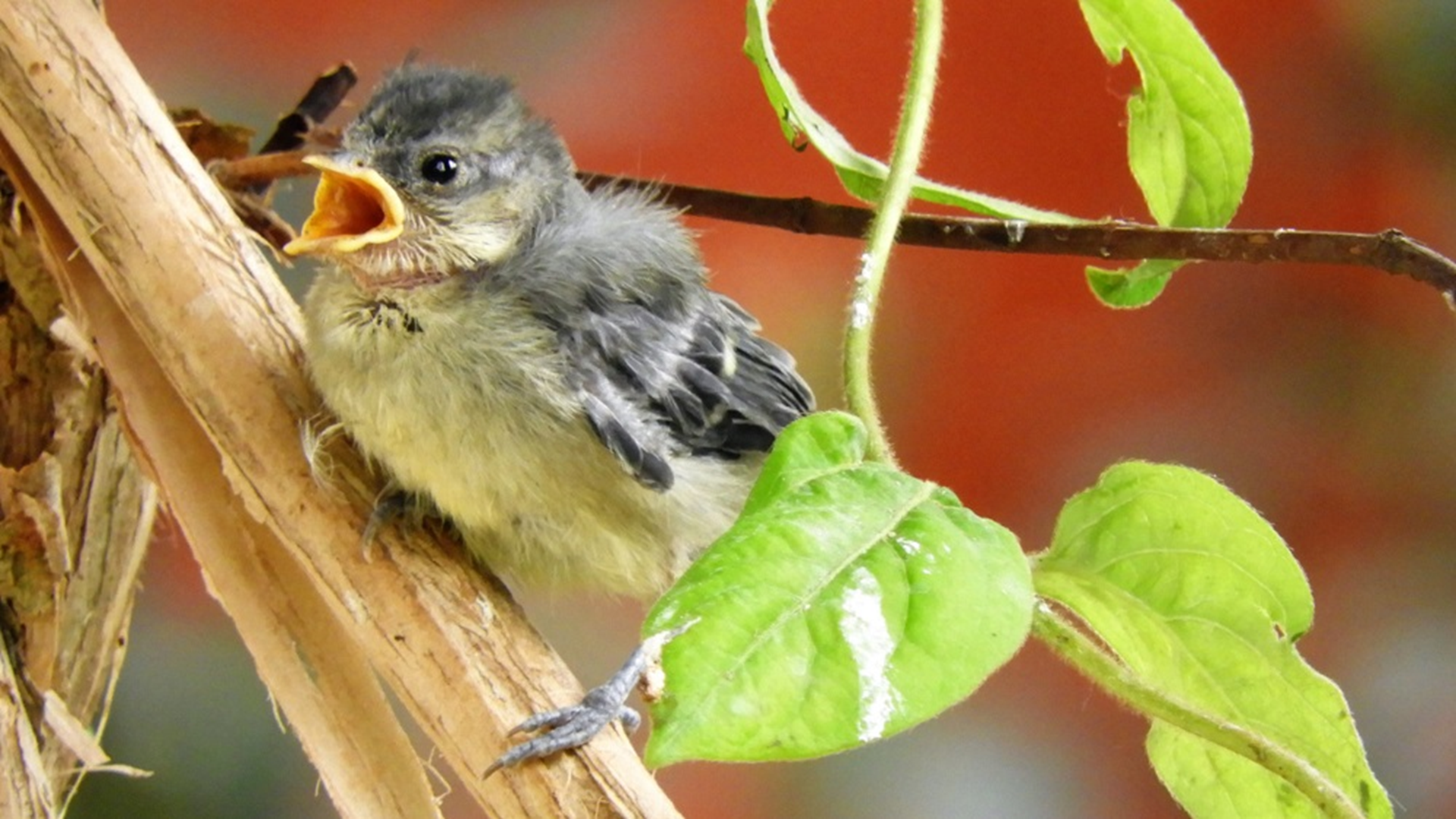 Blue Tit
Cyanistes caeruleus