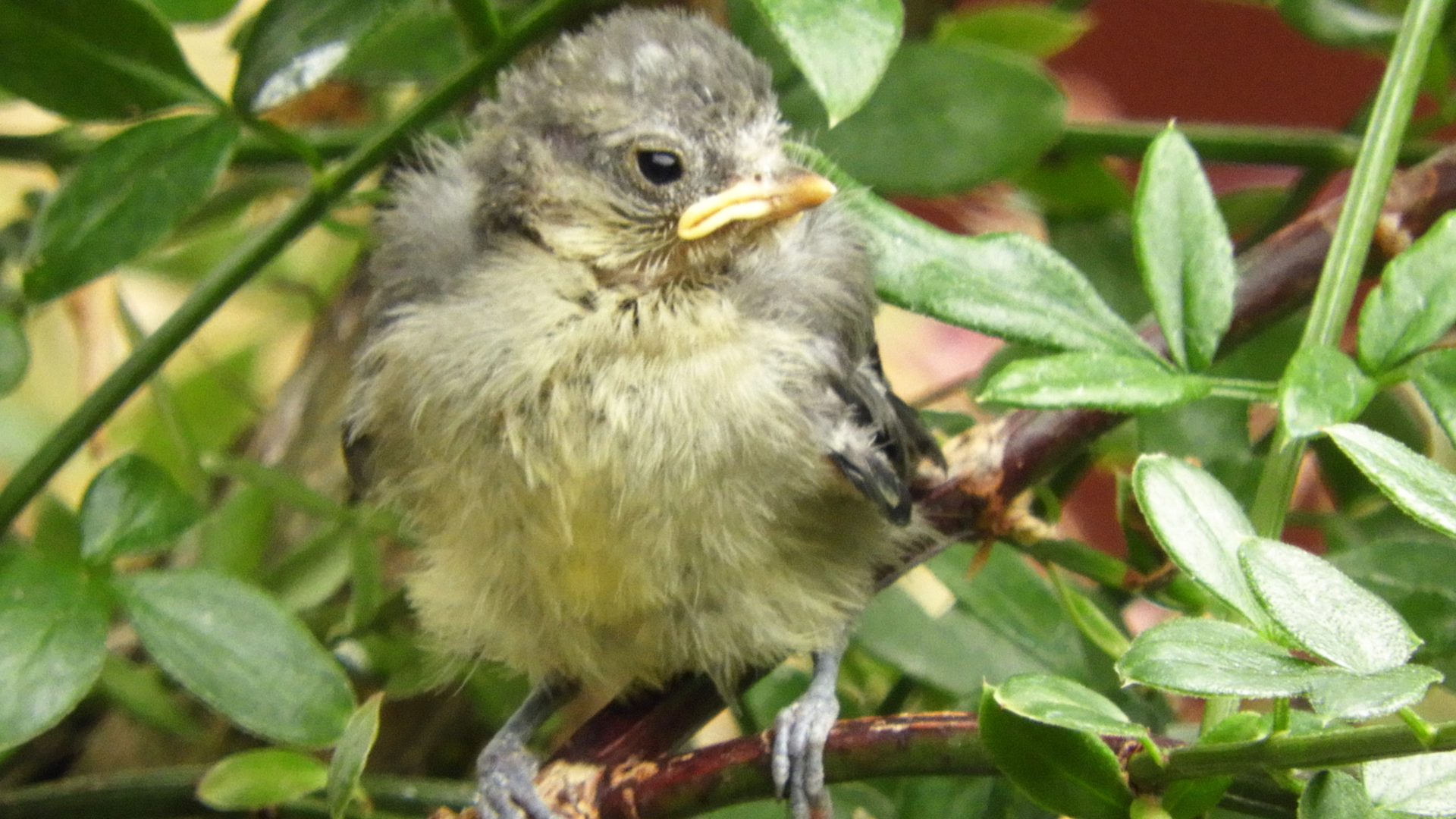 Blue Tit
Cyanistes caeruleus