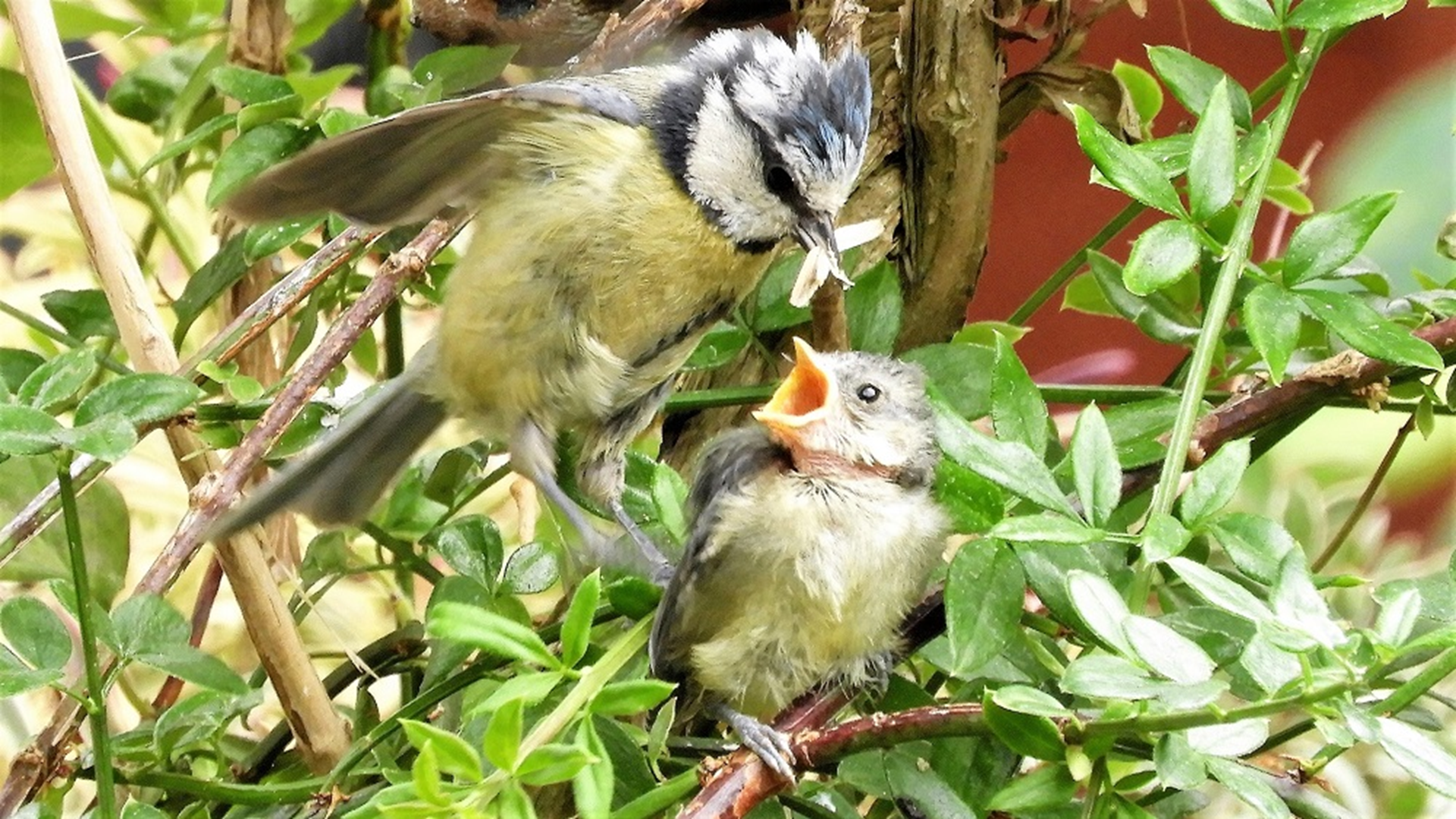 Blue Tit
Cyanistes caeruleus