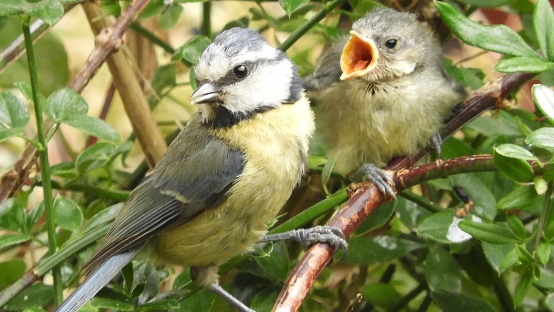 Blue Tit
Cyanistes caeruleus