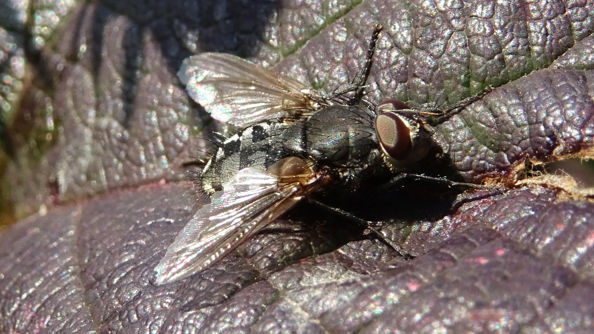 Bluebottle
Calliphora vicina