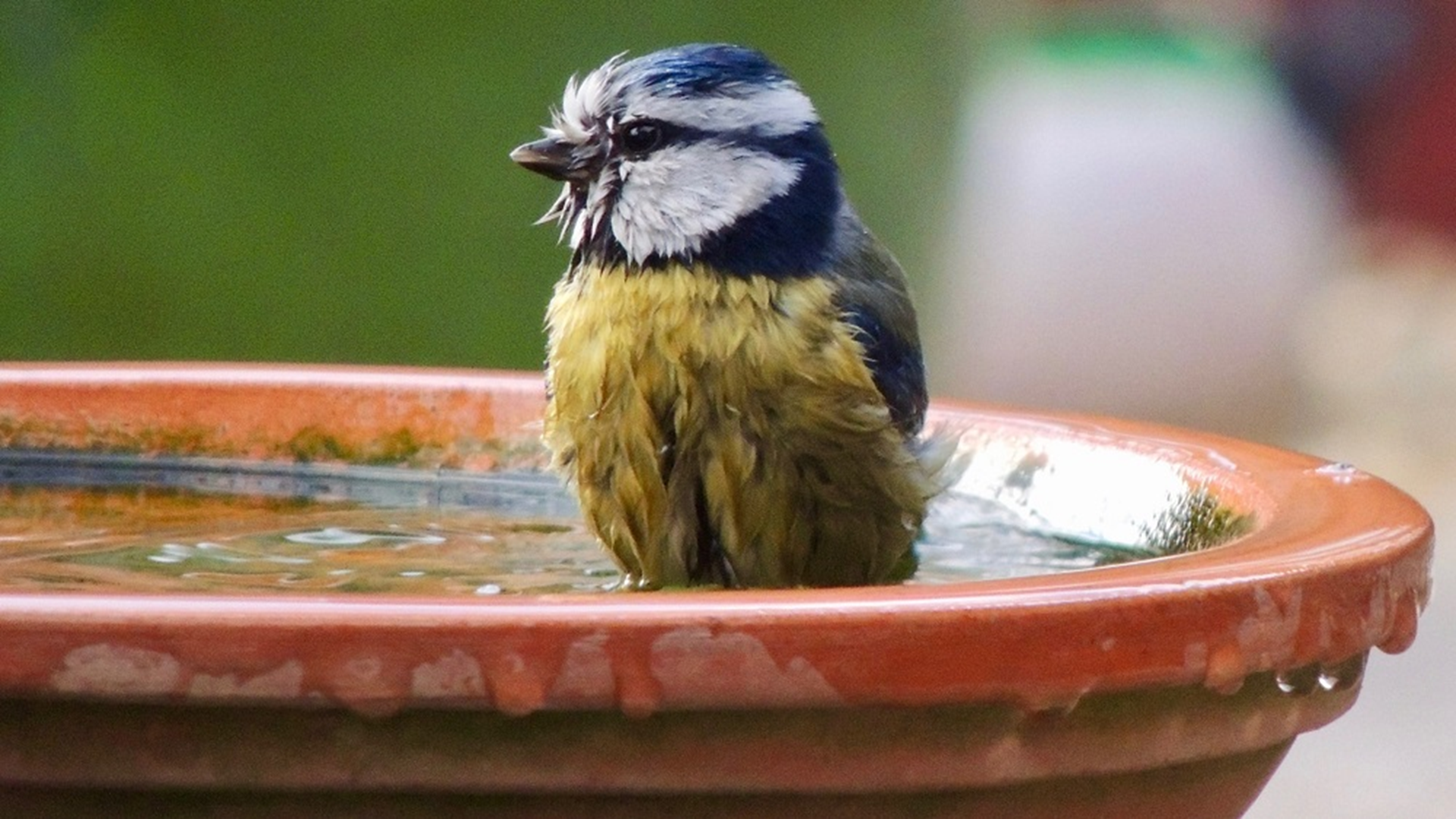 Blue Tit
Cyanistes caeruleus