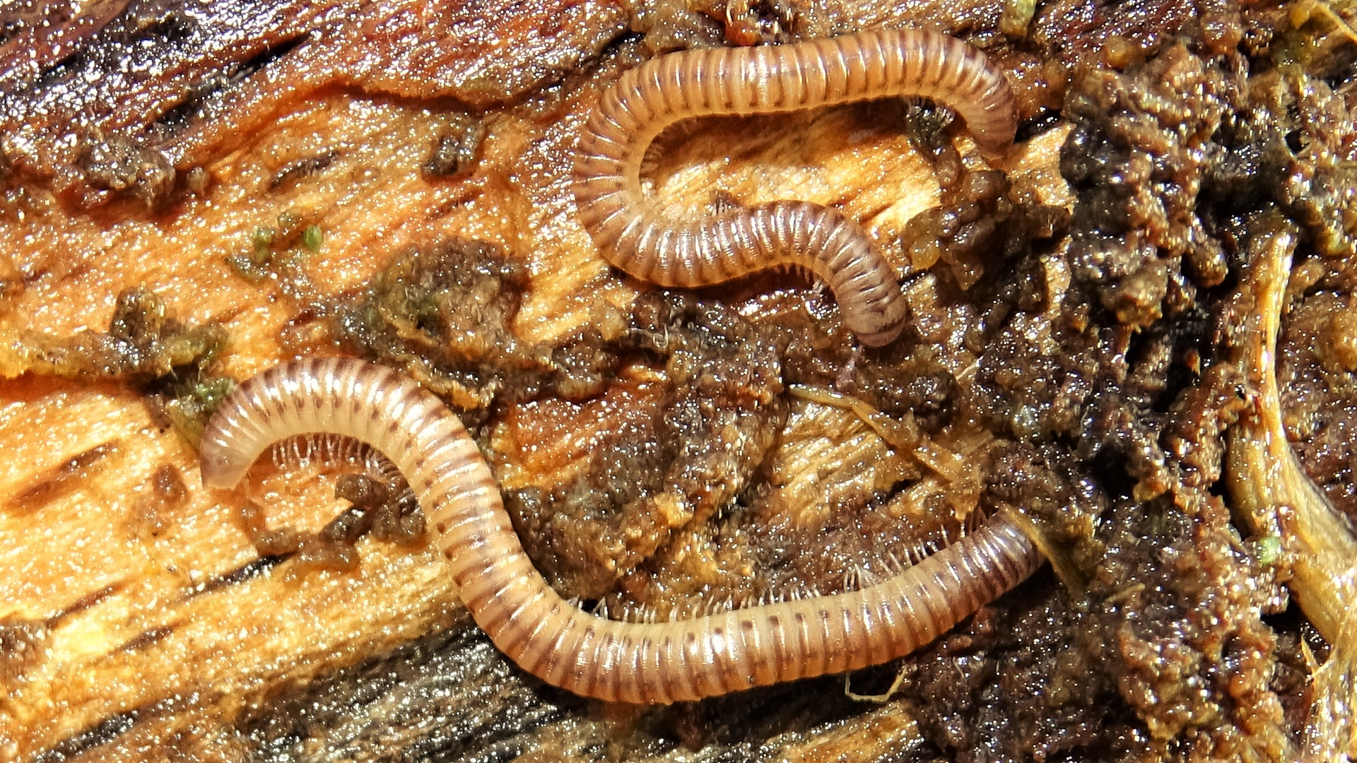 Blunt-tailed Snake Millipede
Cylindroiulus punctatus