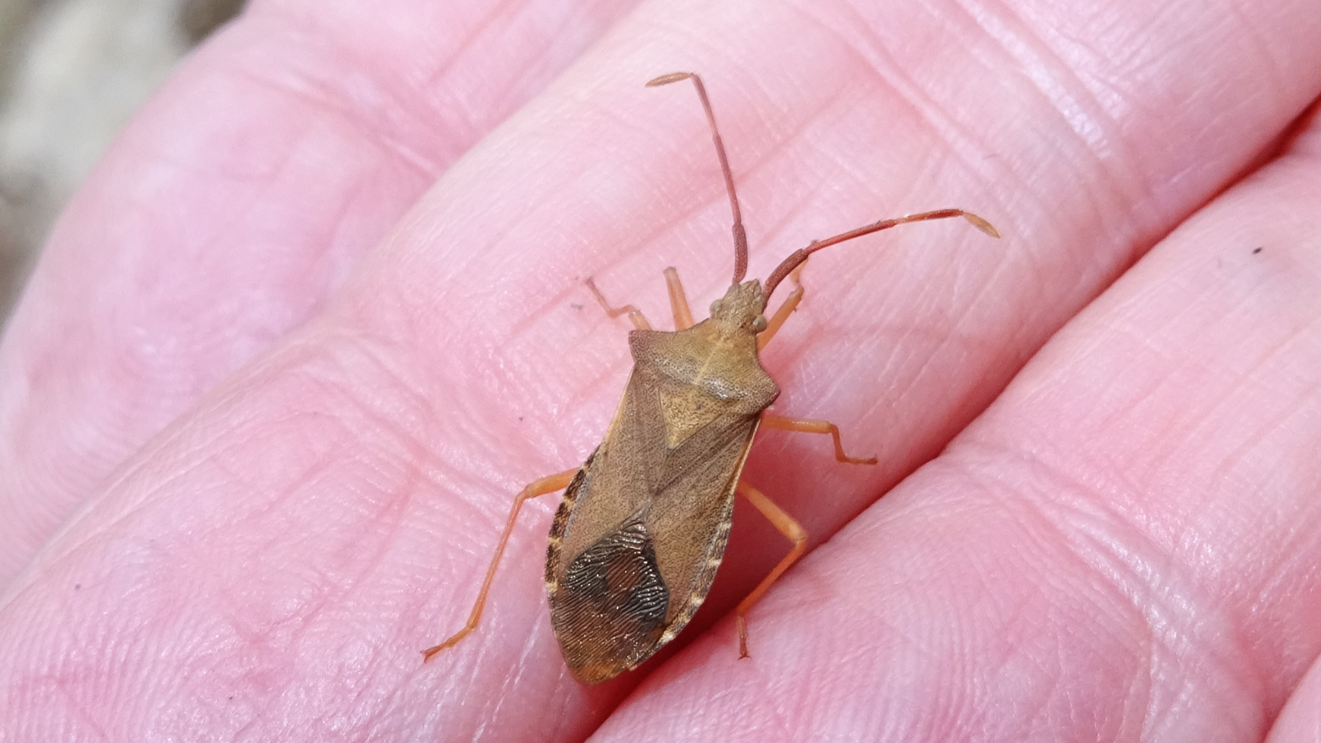 Box Bug
Gonocerus acuteangulatus