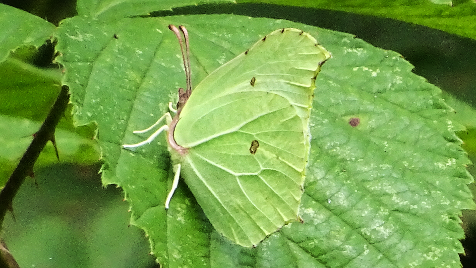 Brimstone Butterfly