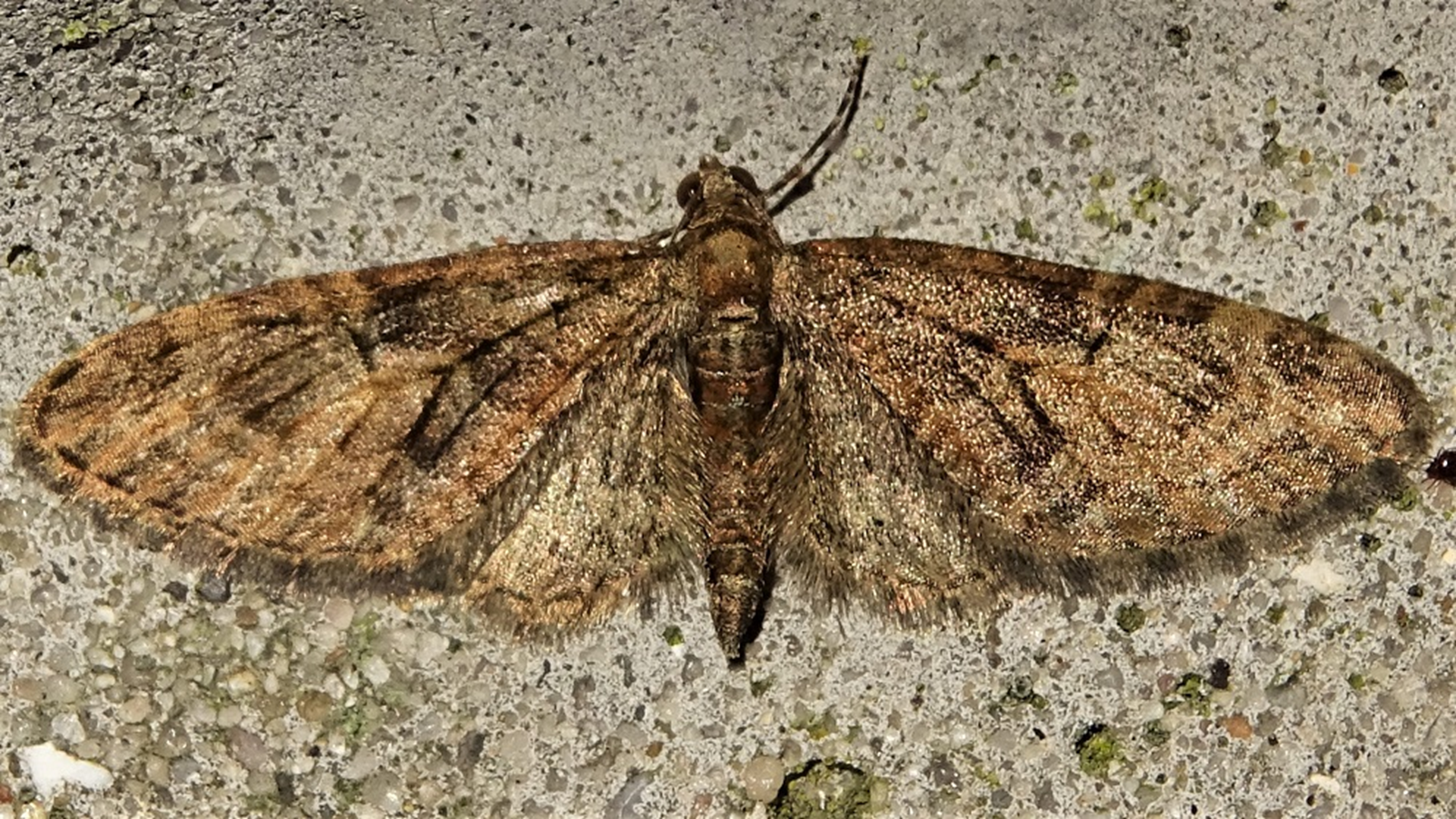 Brindled Pug
Eupithecia abbreviata