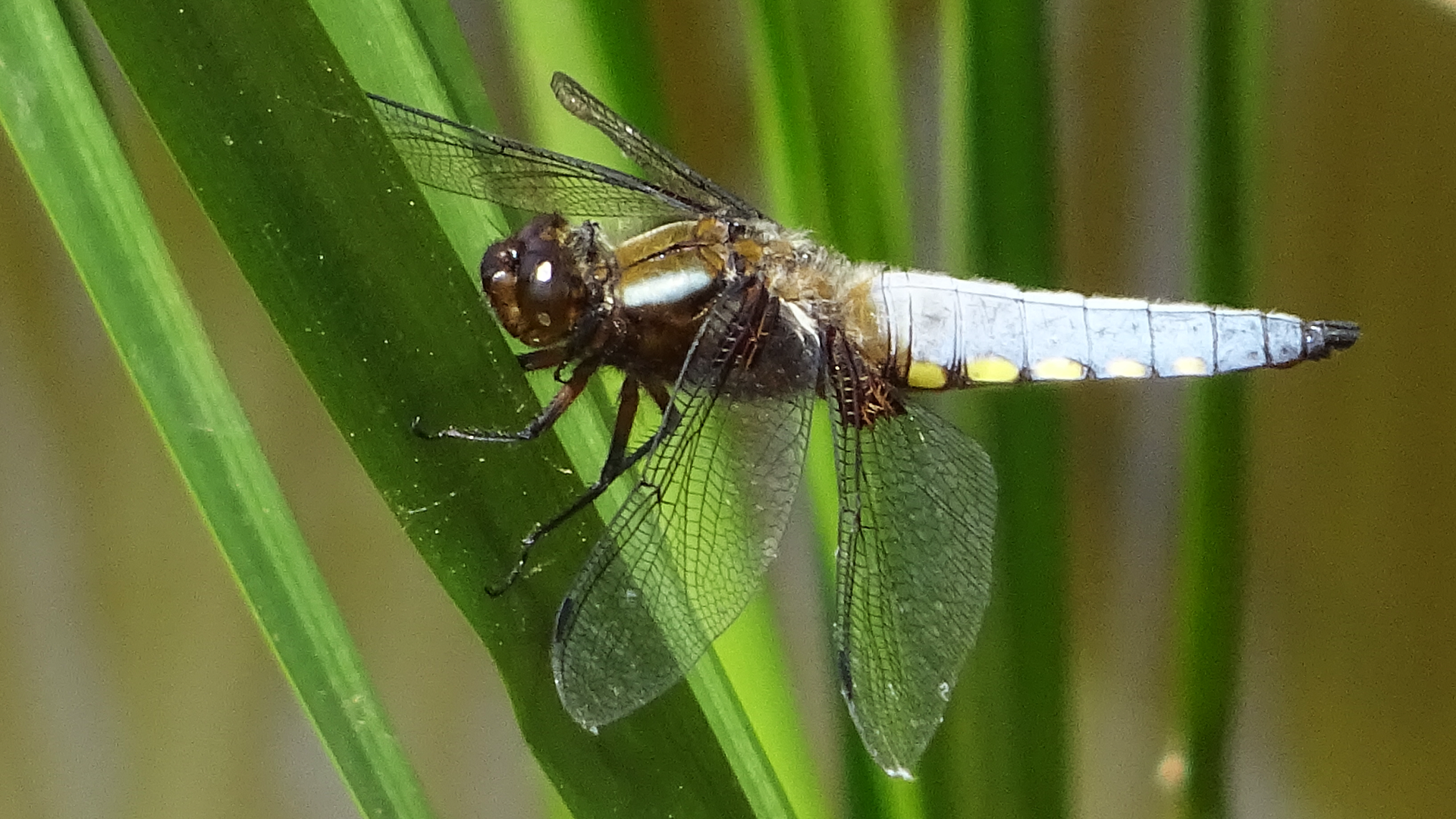 Broad-bodied Chaser