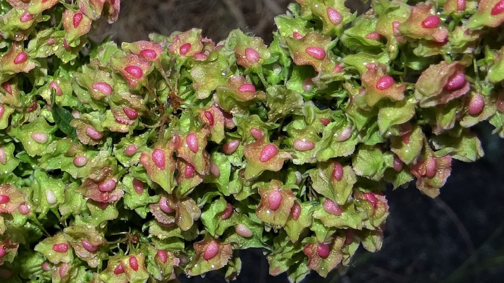 Broad-leaved Dock