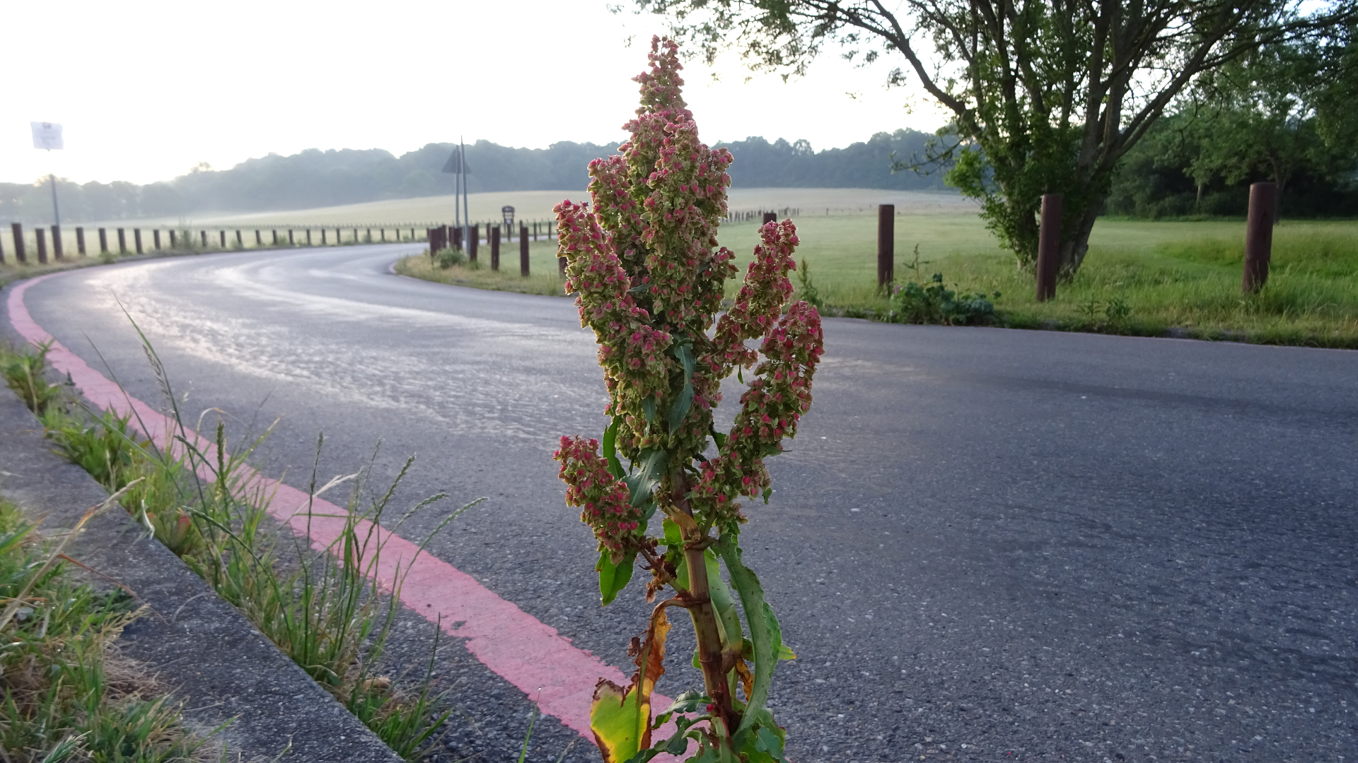 Broad-leaved Dock