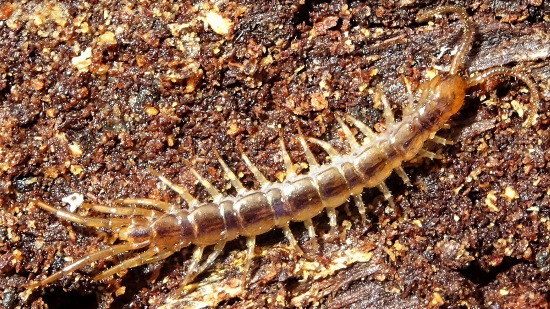 Brown Centipede
Lithobius melanops