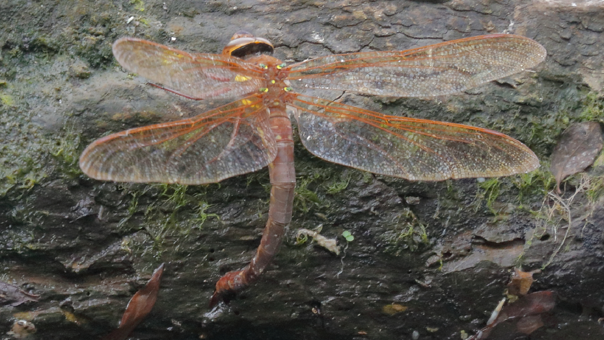 Brown Hawker
Aeshna grandis