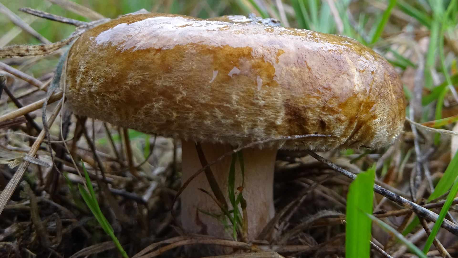 Brown Rollrim
Paxillus involutus