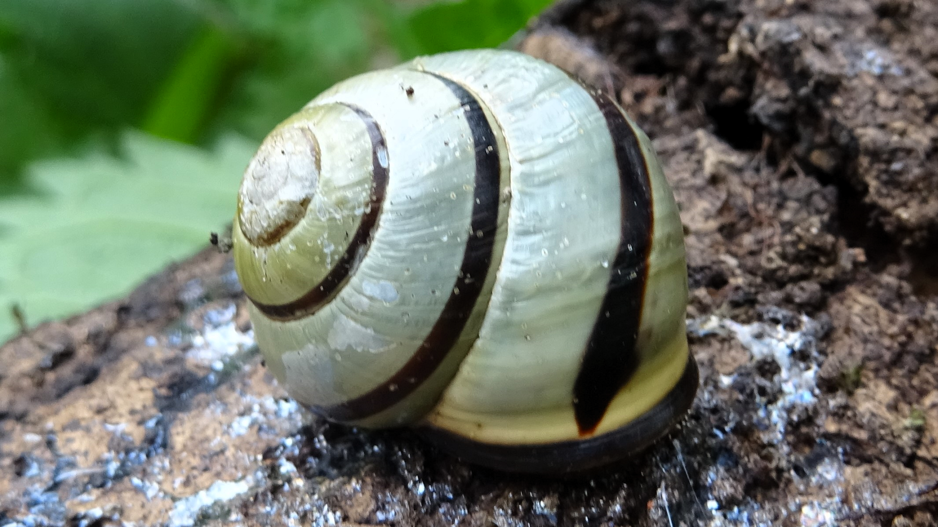 Brown-lipped Snail