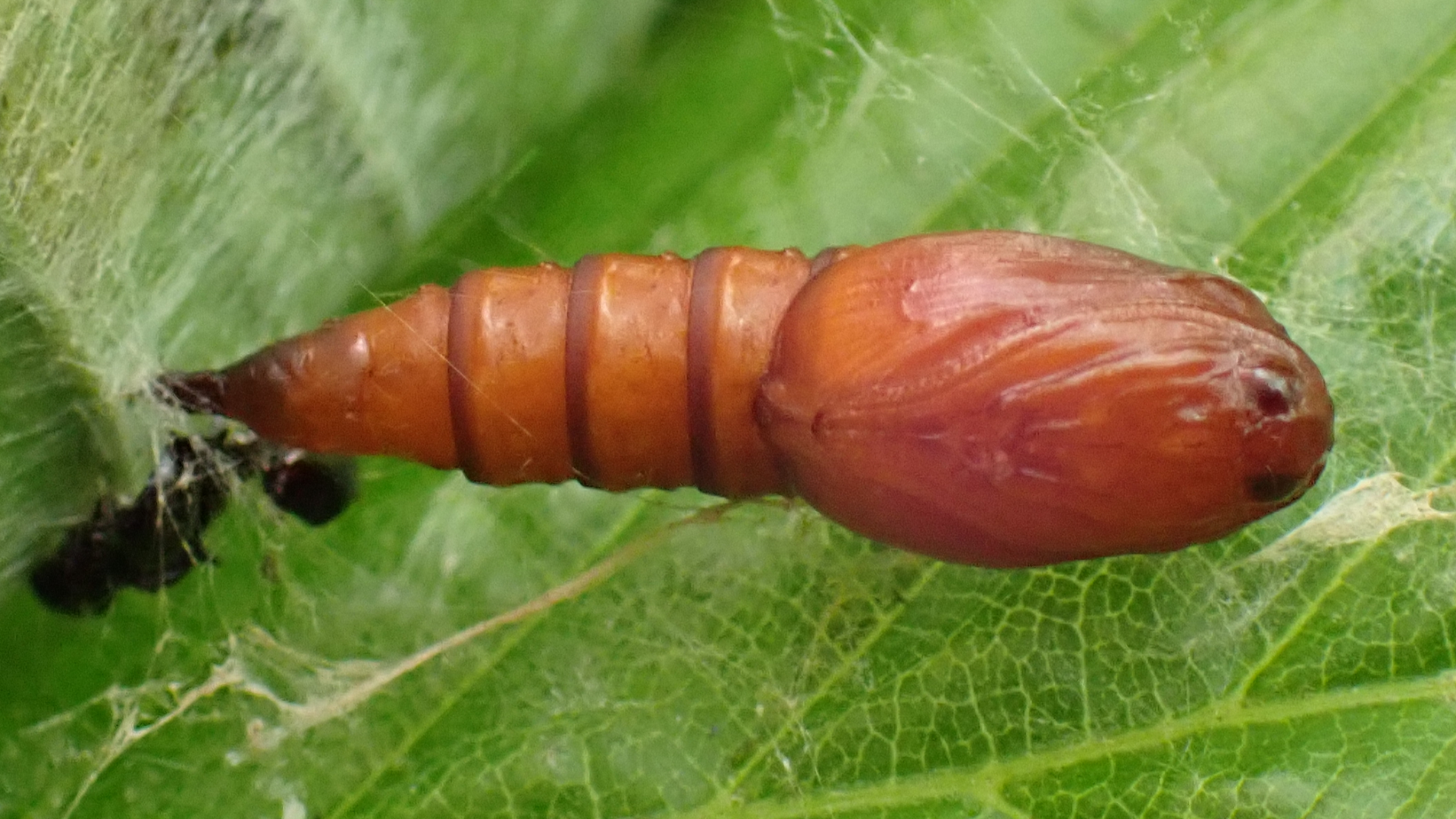 moth pupa