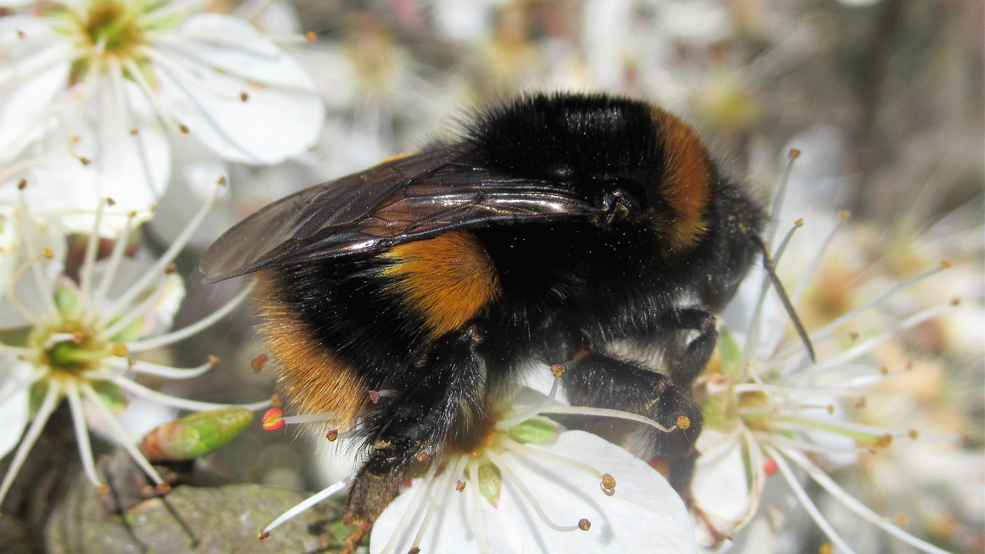 Buff-tailed Bumblebee
Bombus terrestris