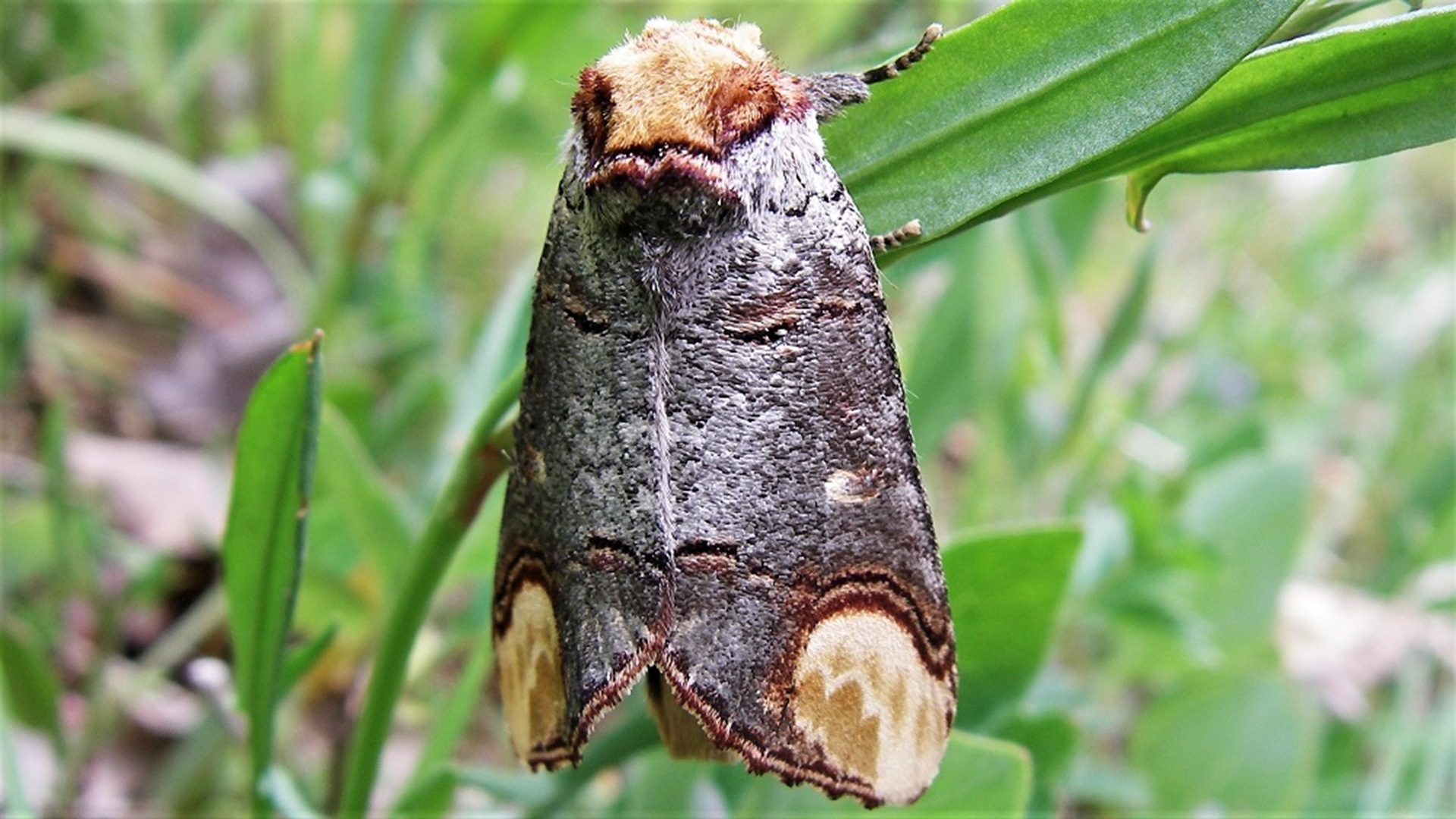 Buff Tip
Phalera bucephala