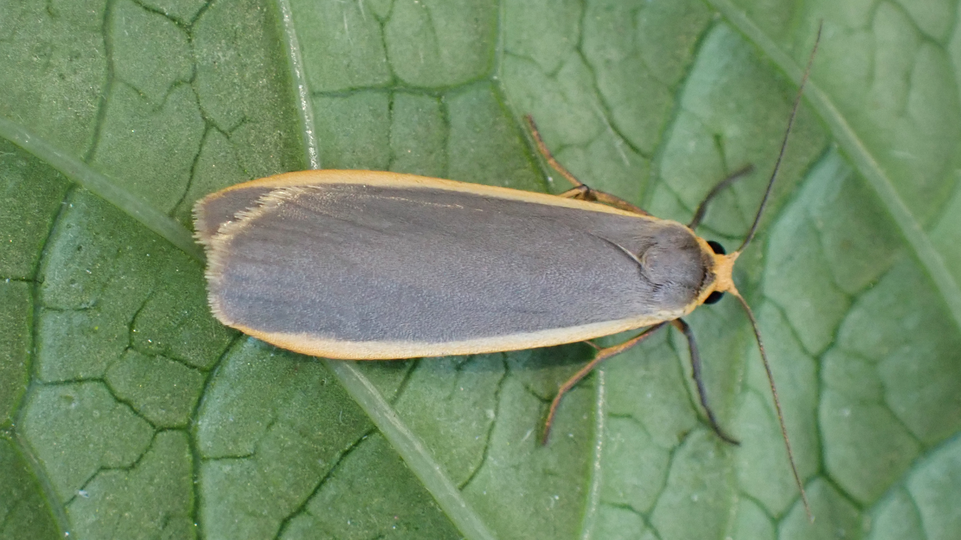 Buff Footman 