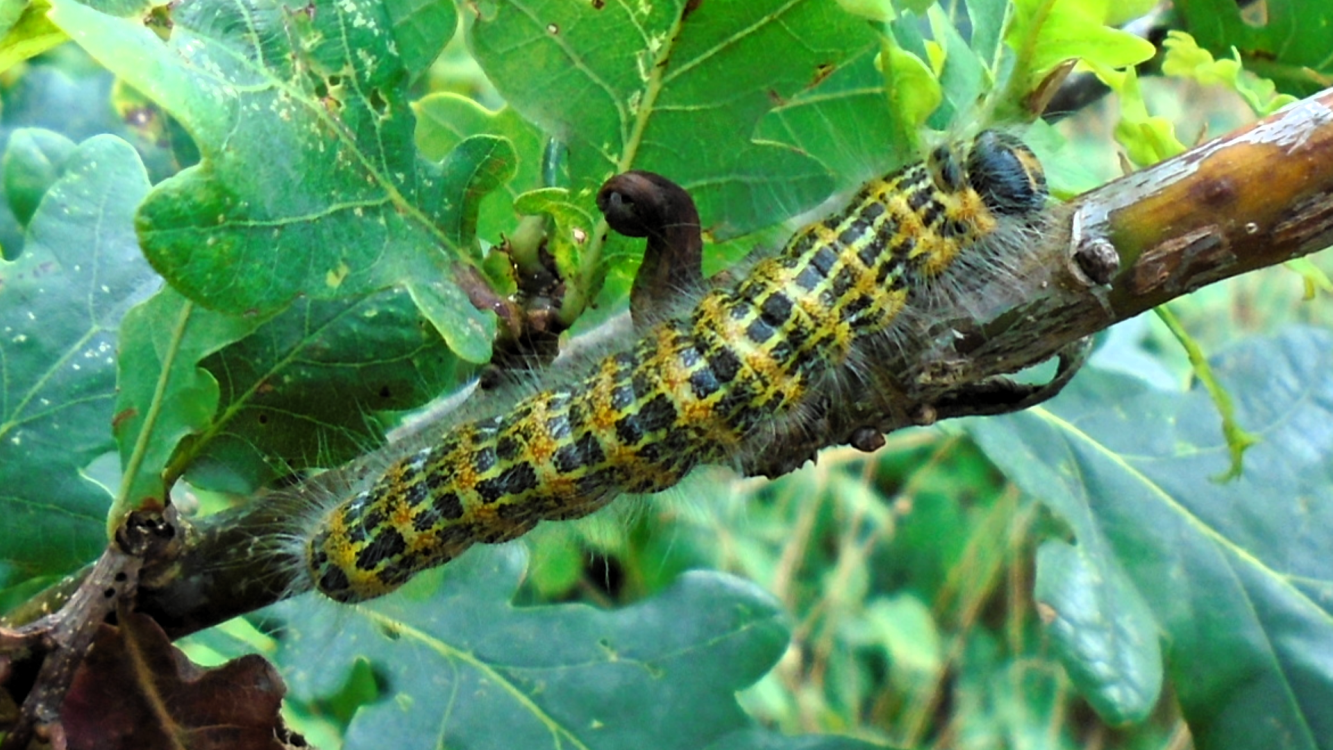 caterpillar