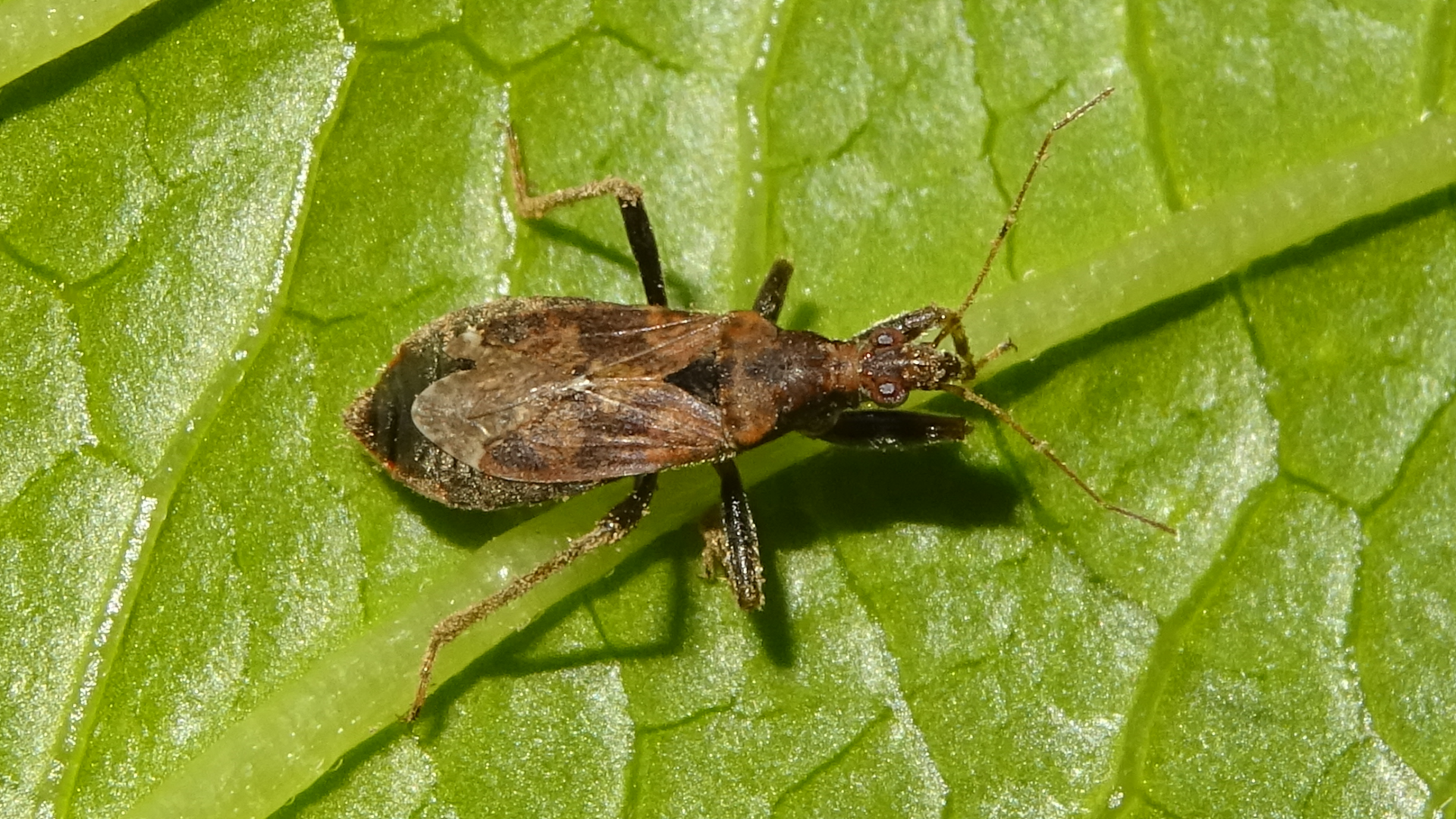 Beetle