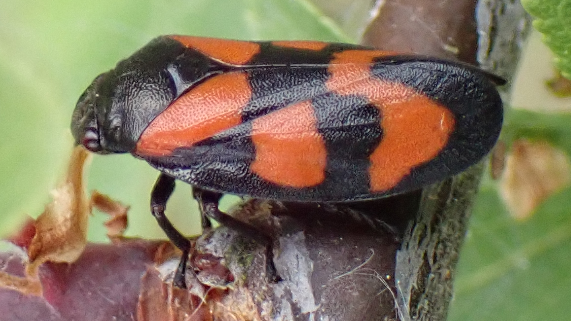 Beetle