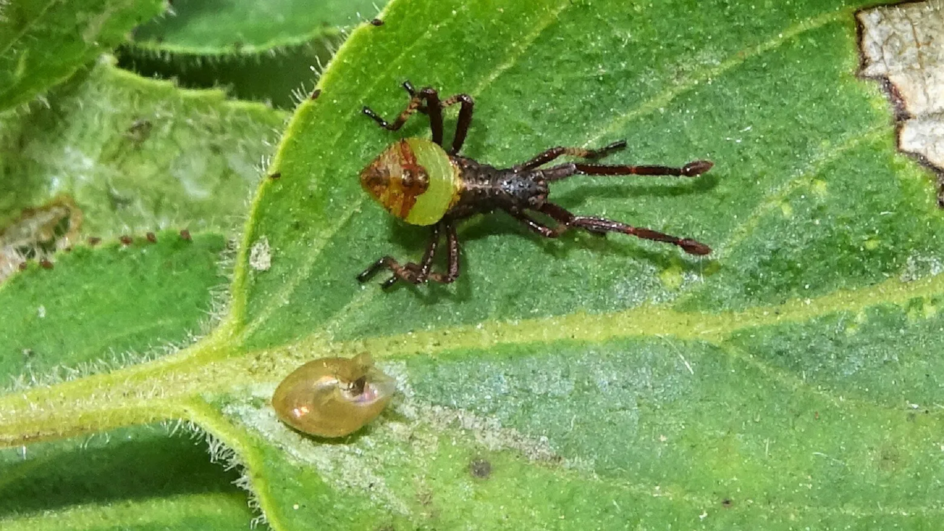 Beetle