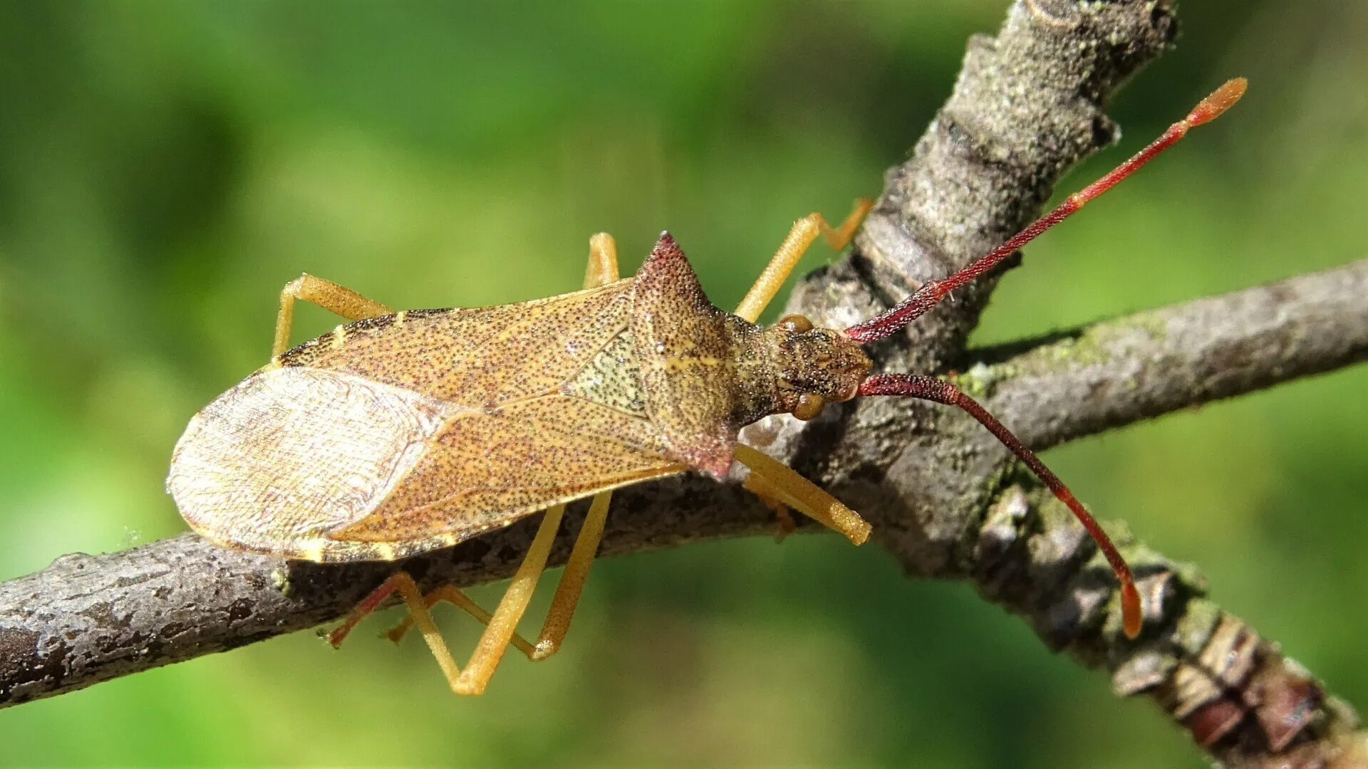 Beetle