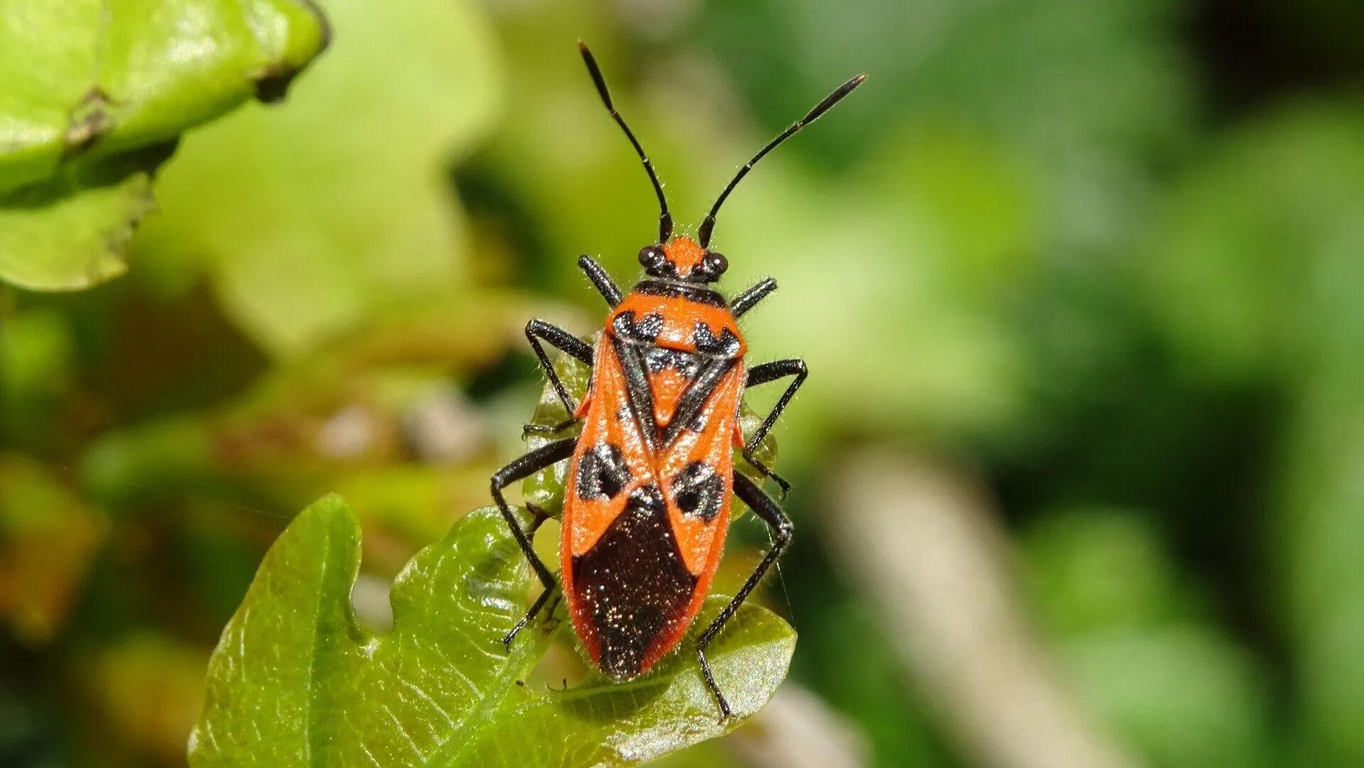 Beetle