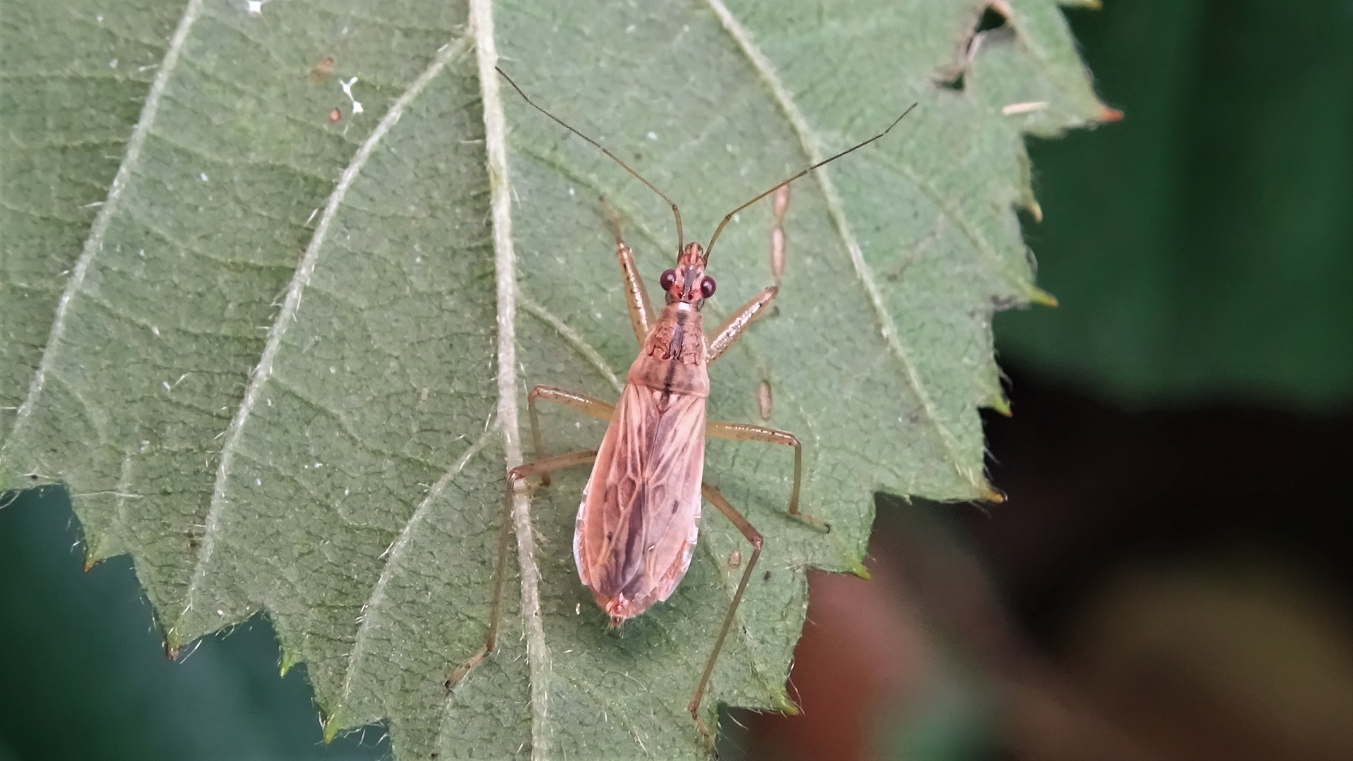 Beetle