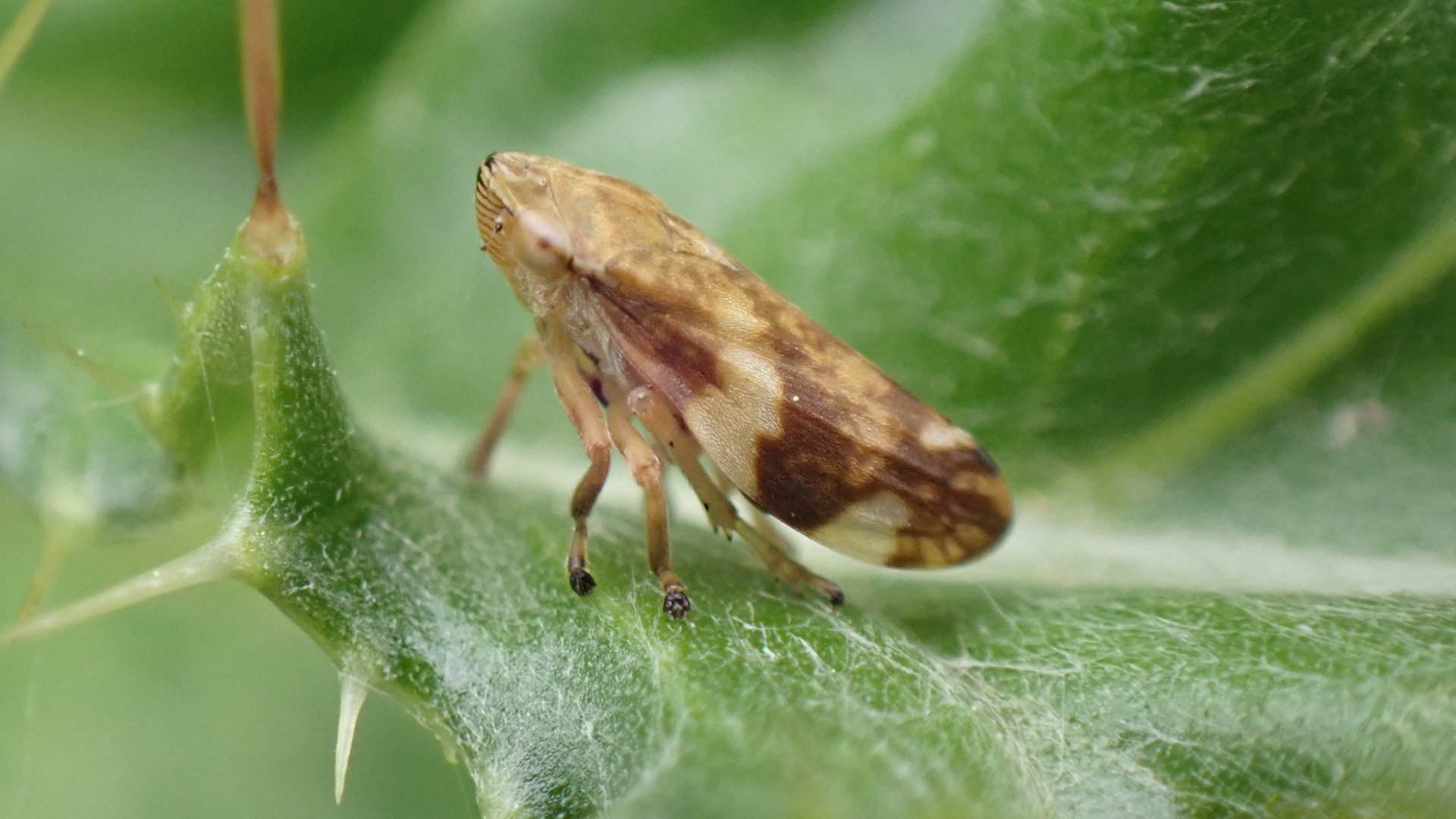 Philaenus spumarius