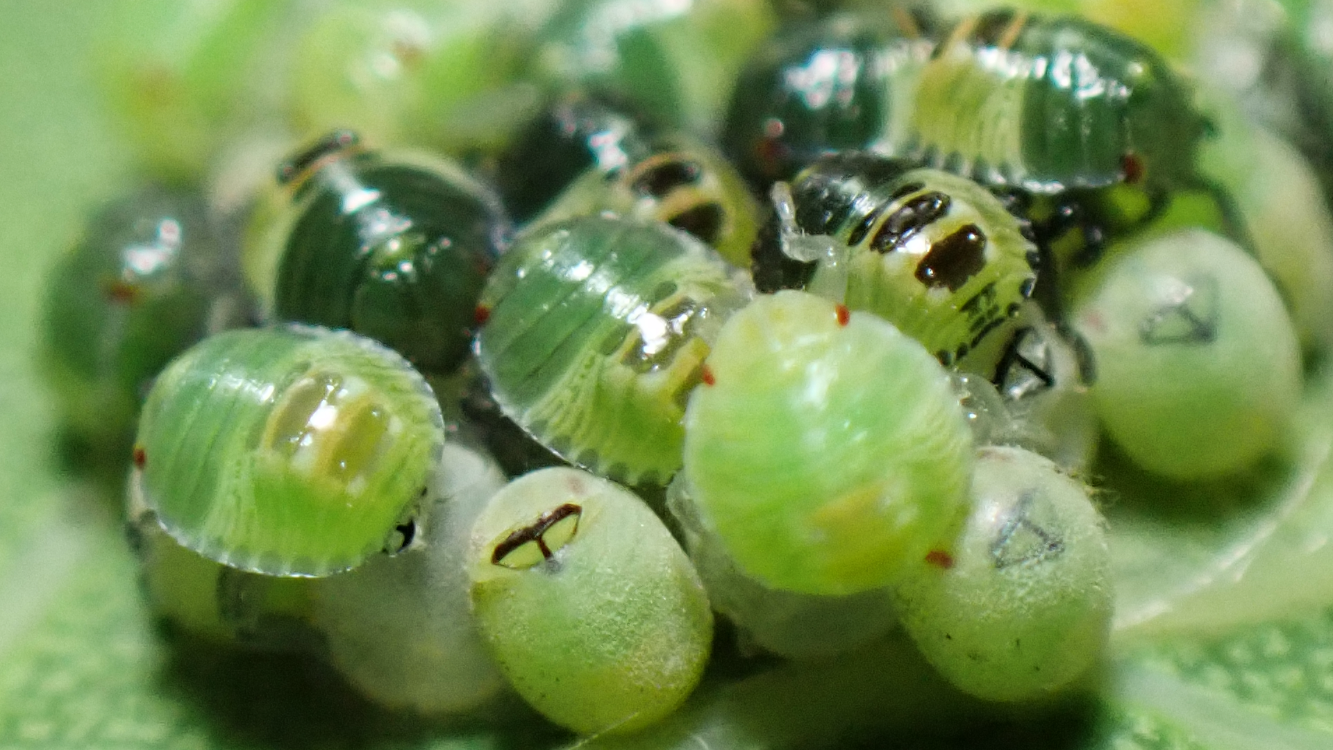 Common Green Shieldbug