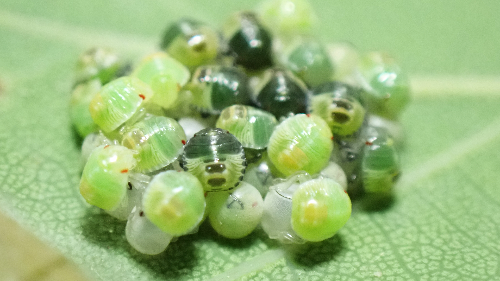 Common Green Shieldbug