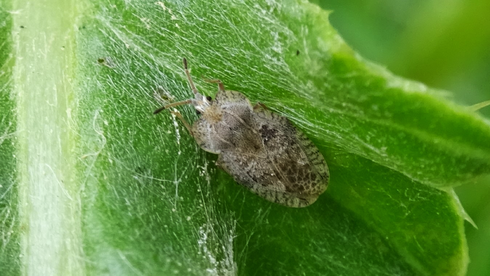 Beetle