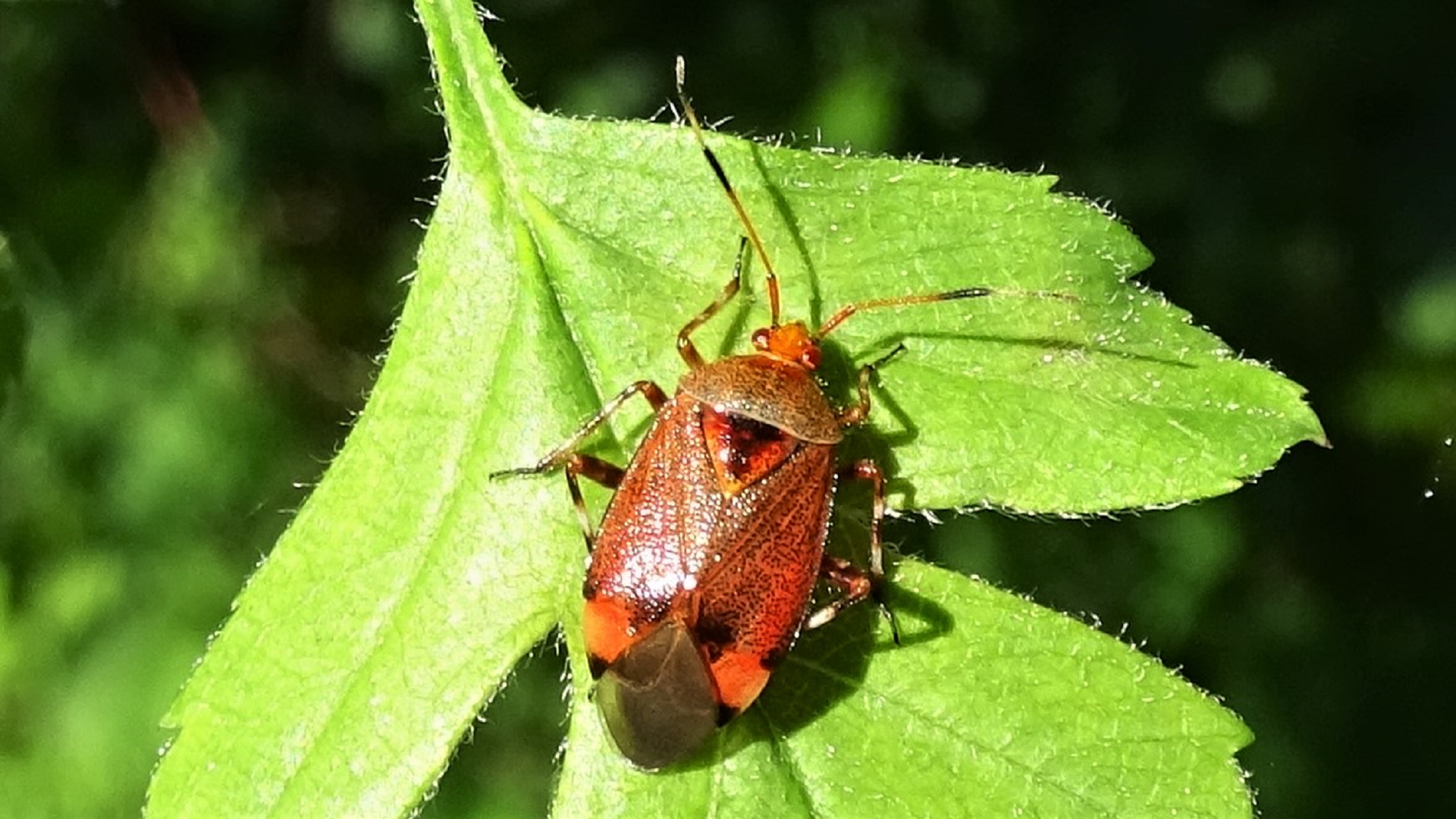 Beetle