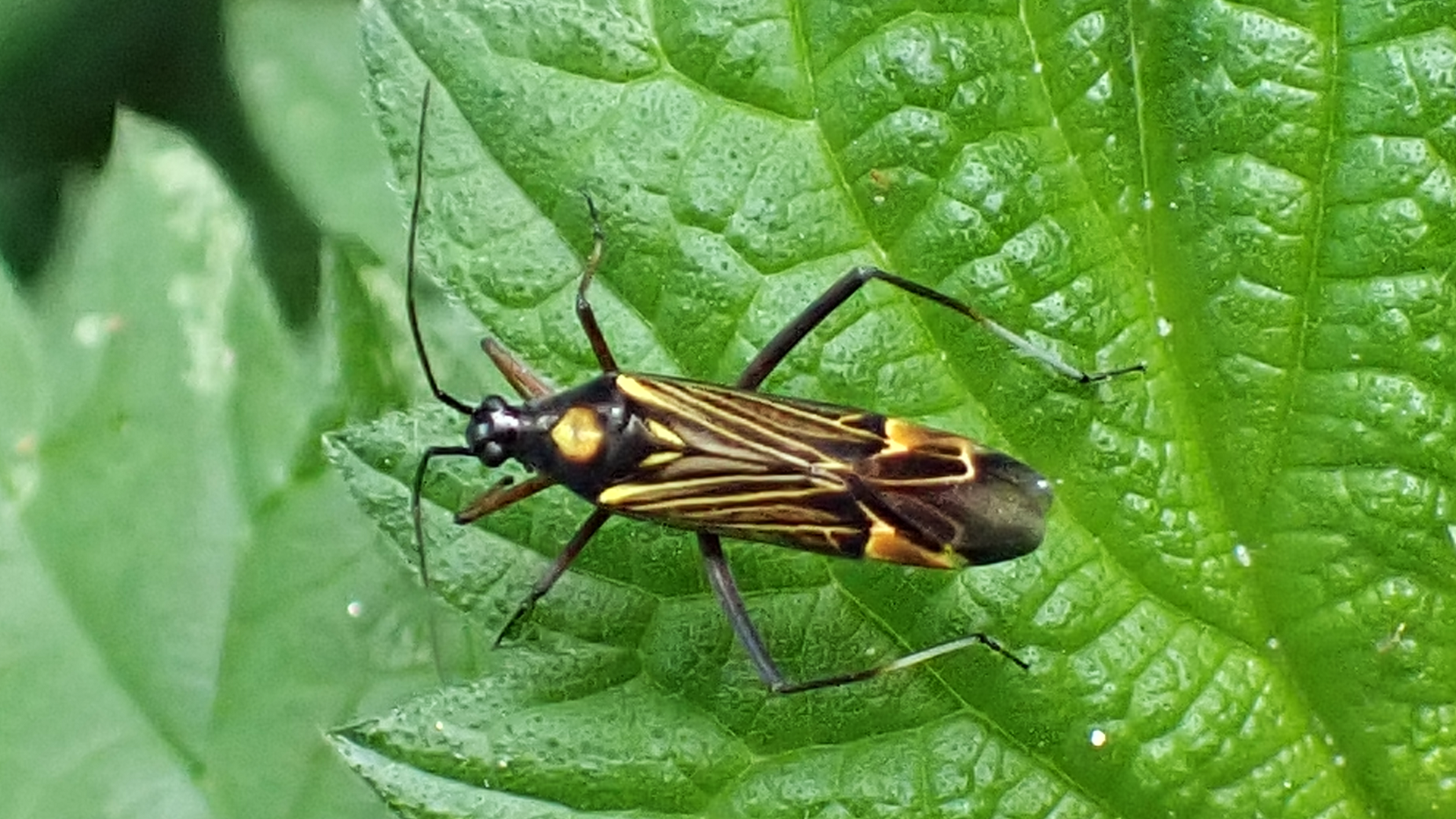 Fine Streaked Bugkin
Miris striatus